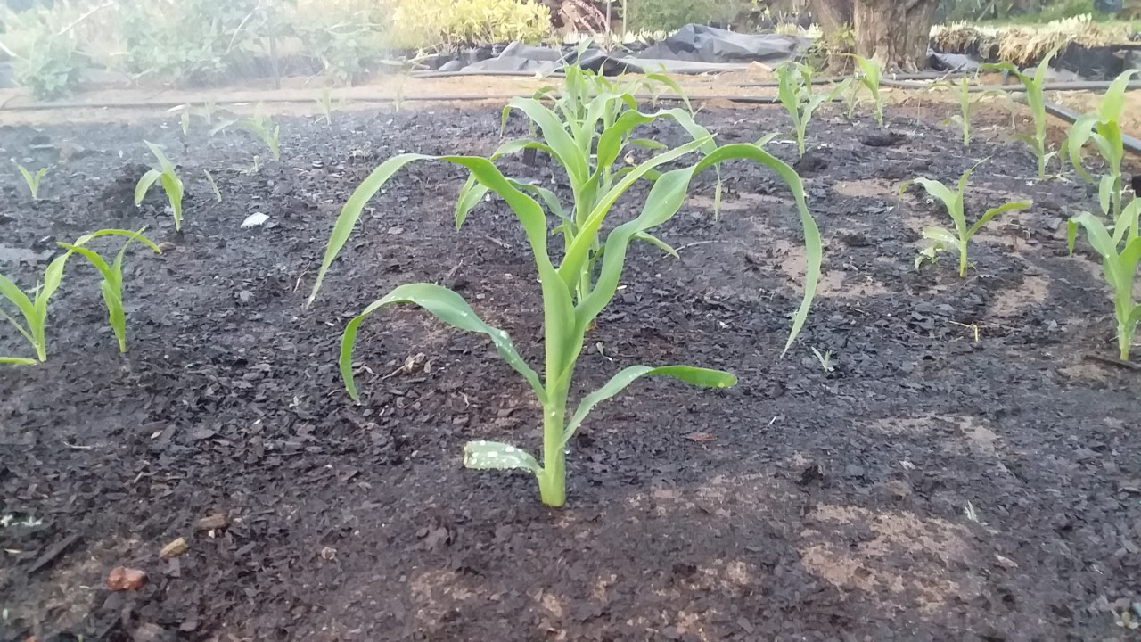 thumbnail_20200915_175026.jpg