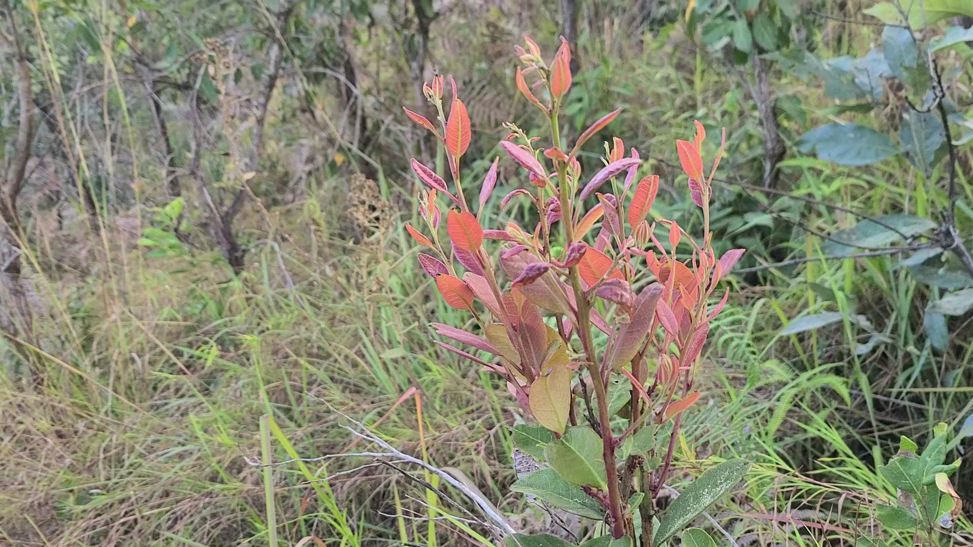 VideoCapture_20230518-182219.jpg