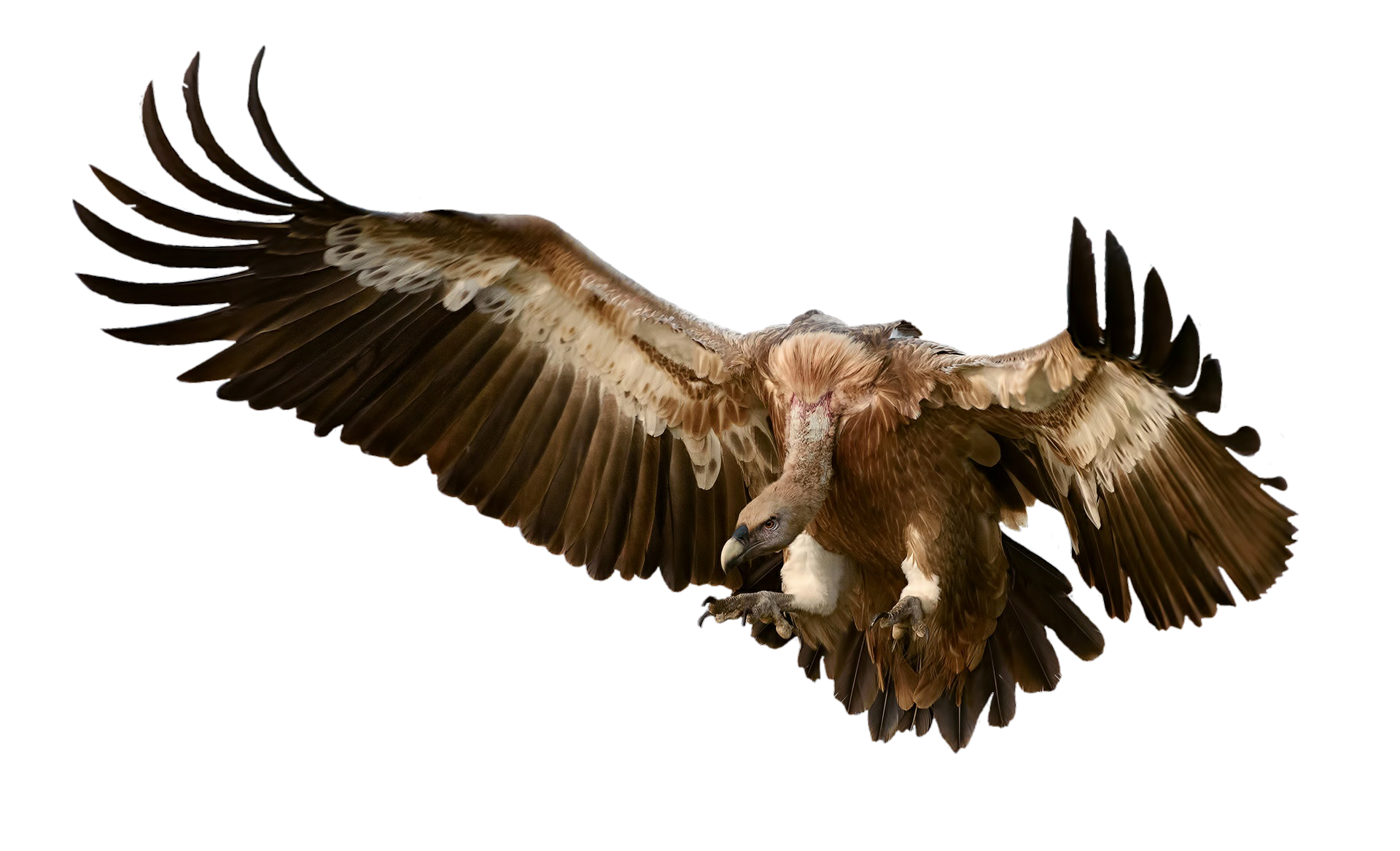 vulture-2761311.png