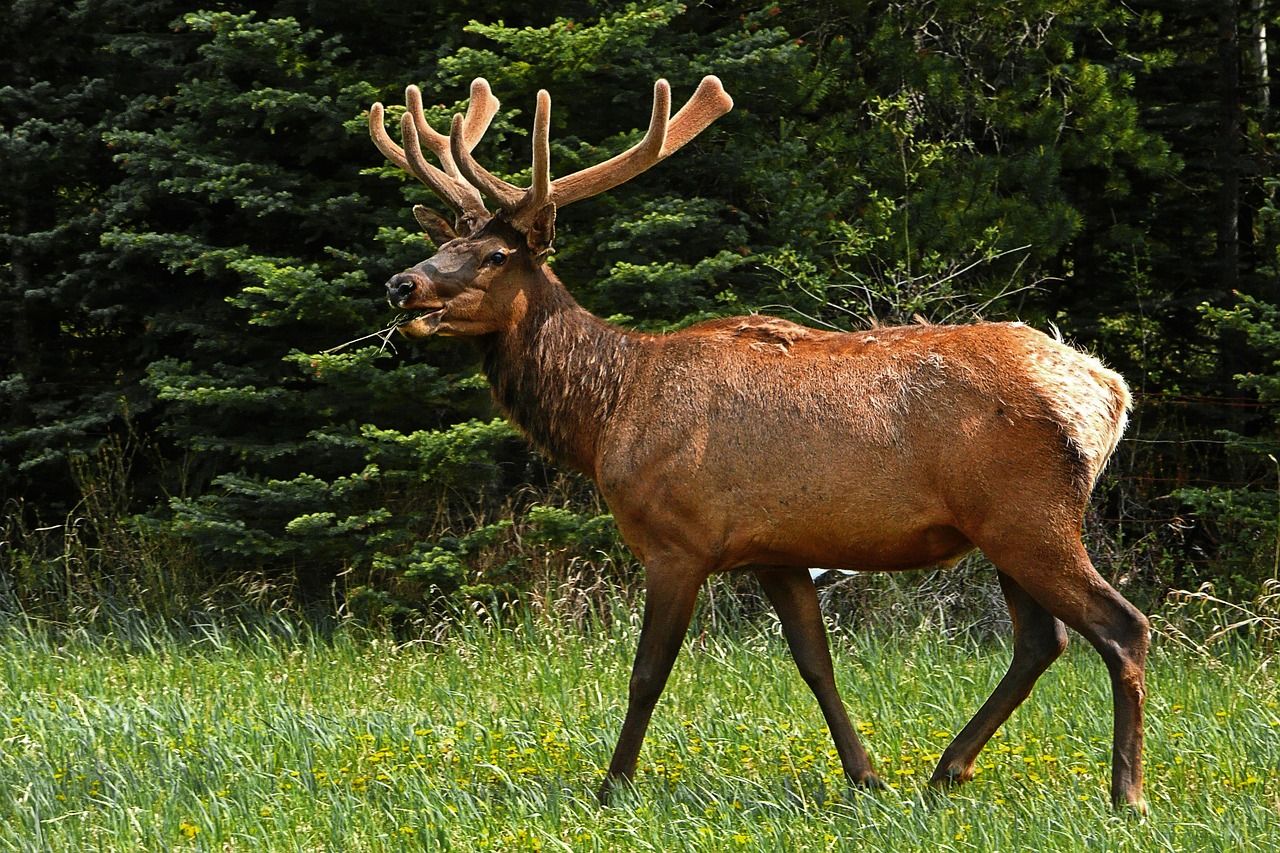 elk-50296_1280.jpg