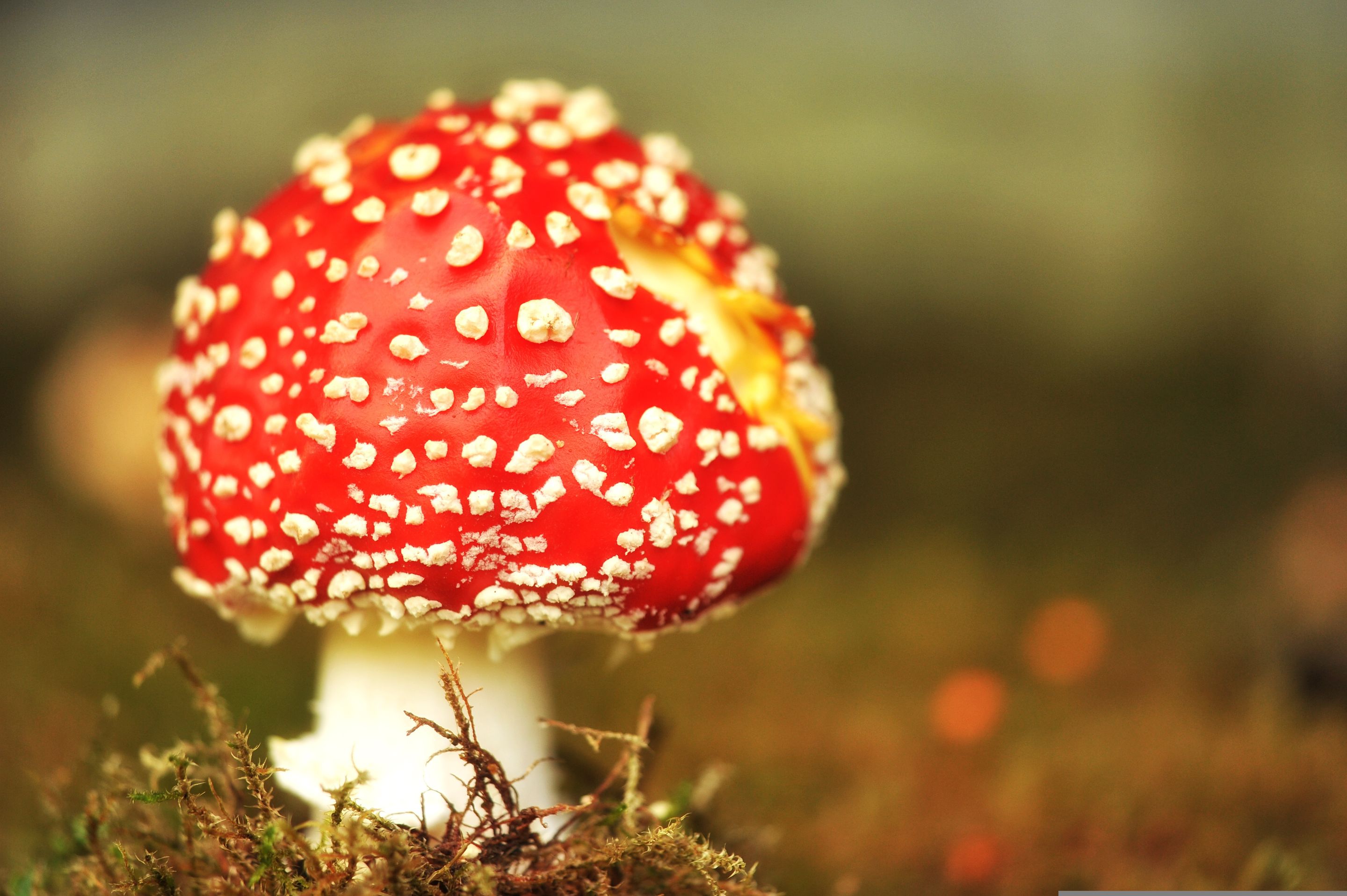 mushroom-1766196.jpg