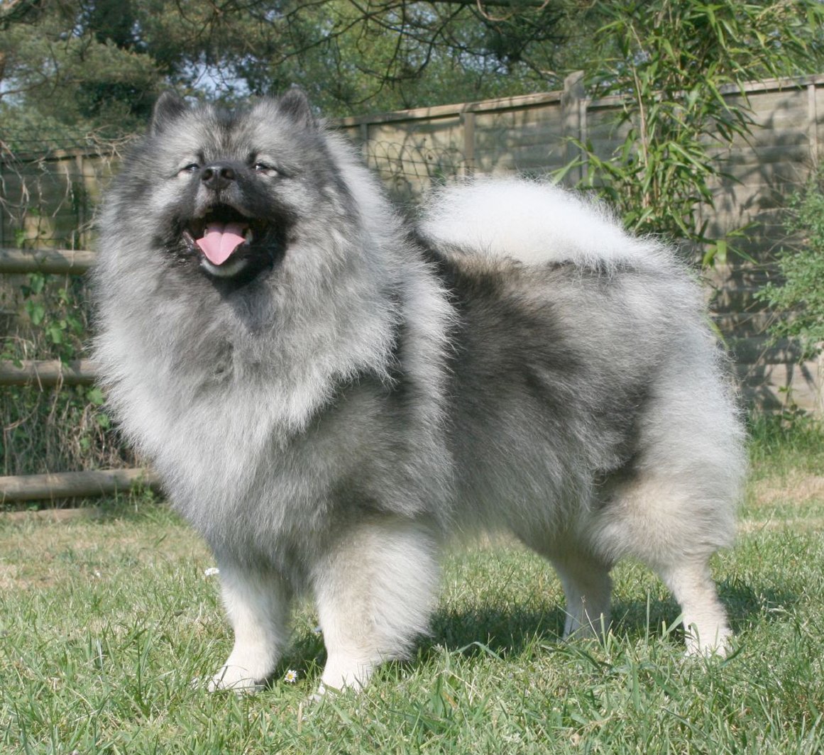Keeshond.jpg