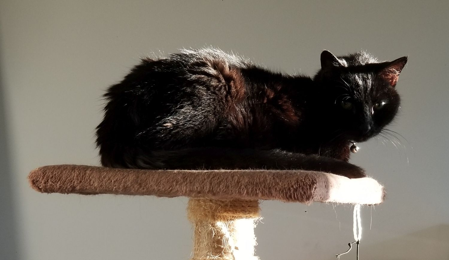20210420_184135 - Bear on top of his kitty tree.jpg