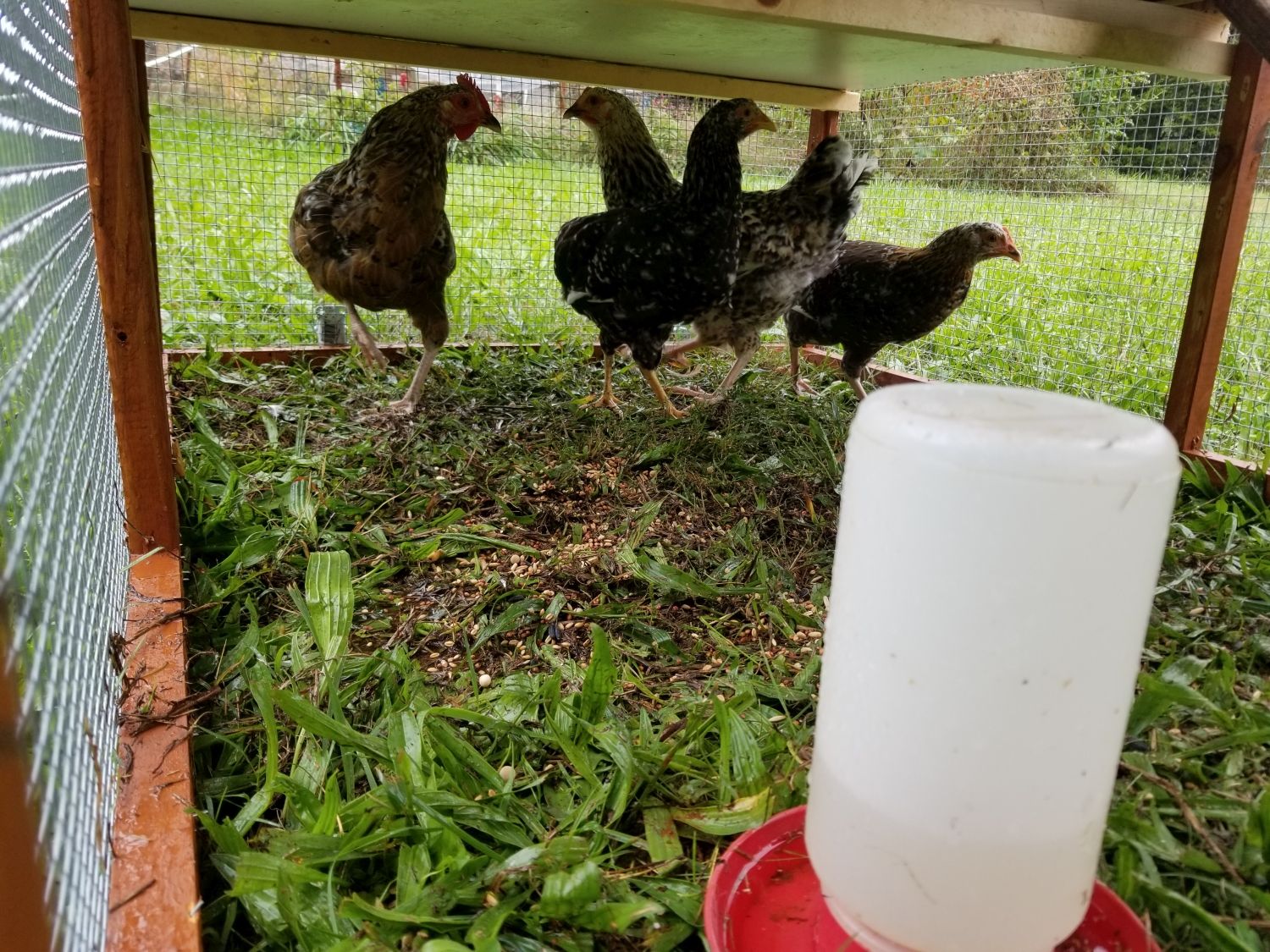  "20211003_155336 - New Chicken Tractor with four Swedish Flower pullets.jpg"