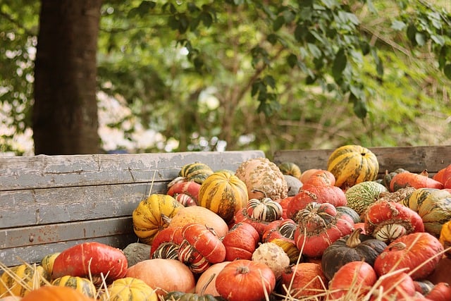 pumpkins-7545052_640.jpg