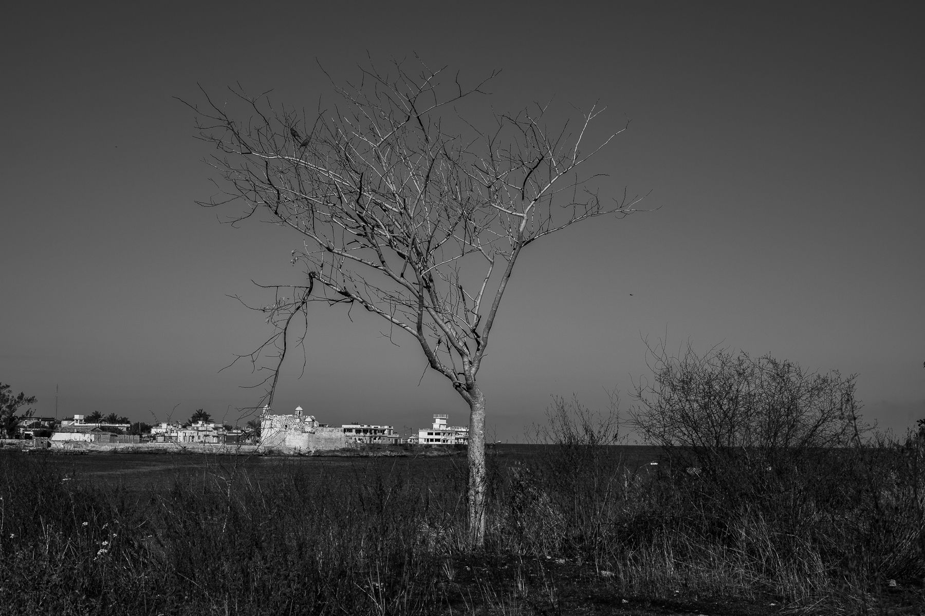 _MG_6774.jpg