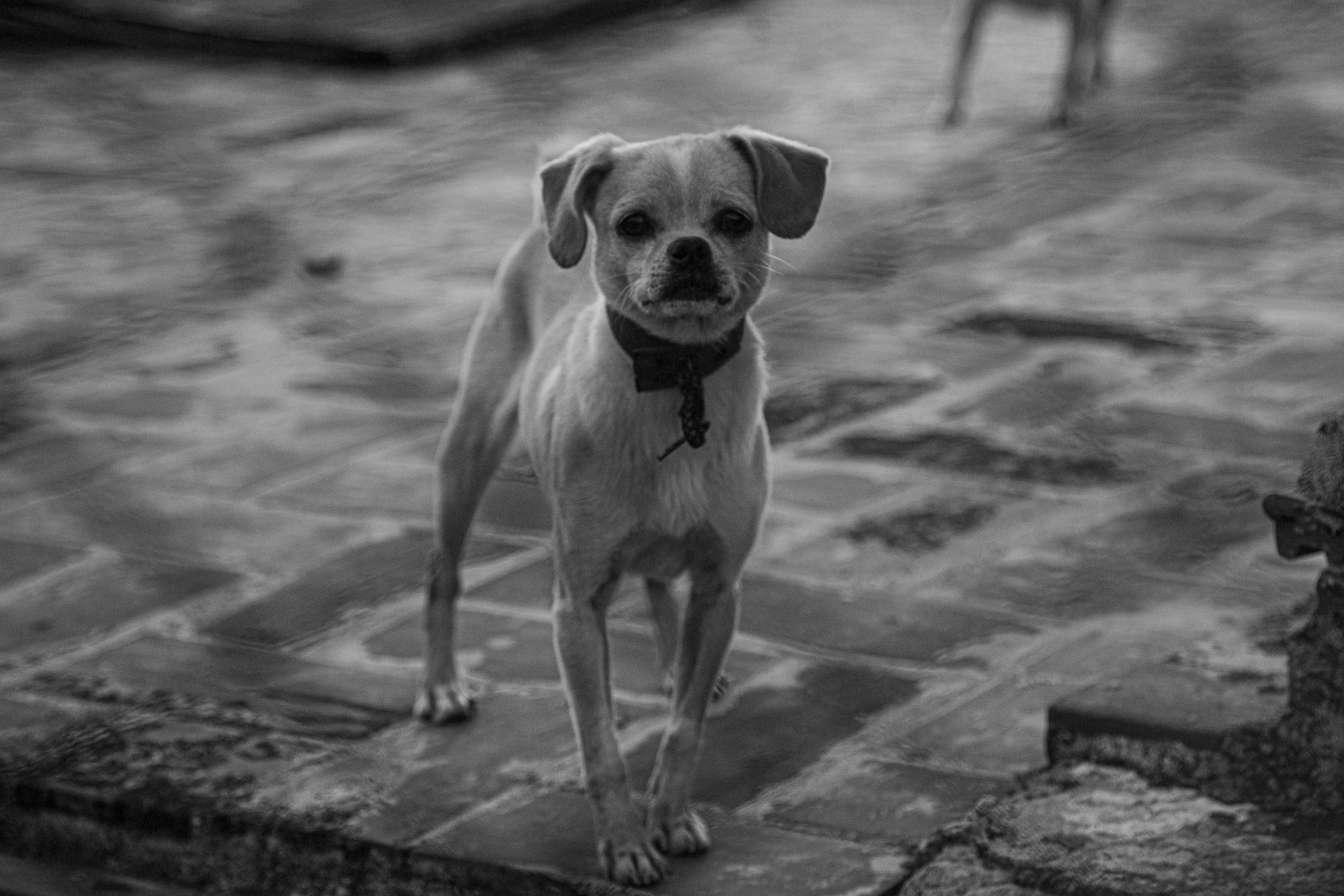 IMG_9855.jpg