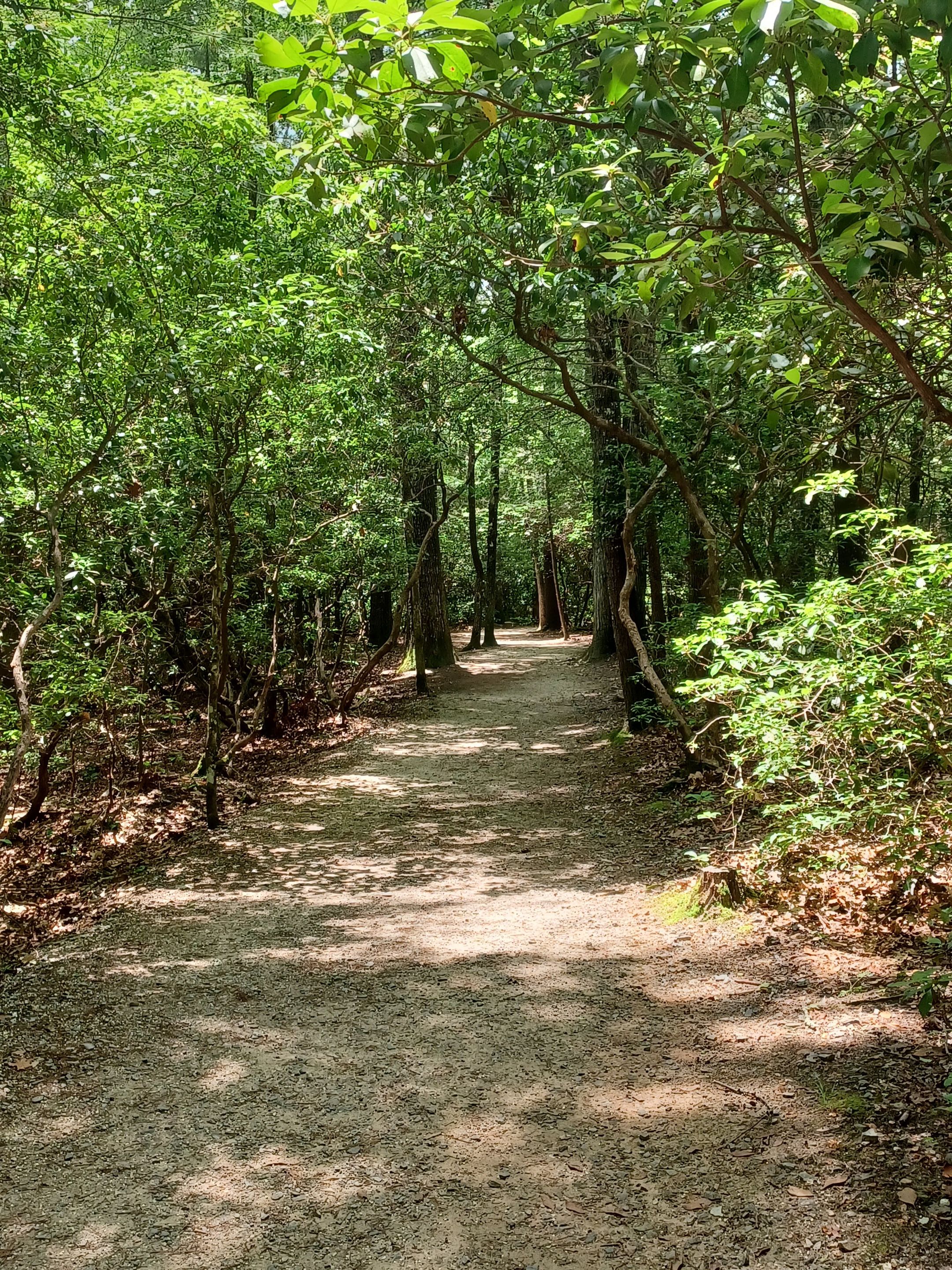 trail.jpg