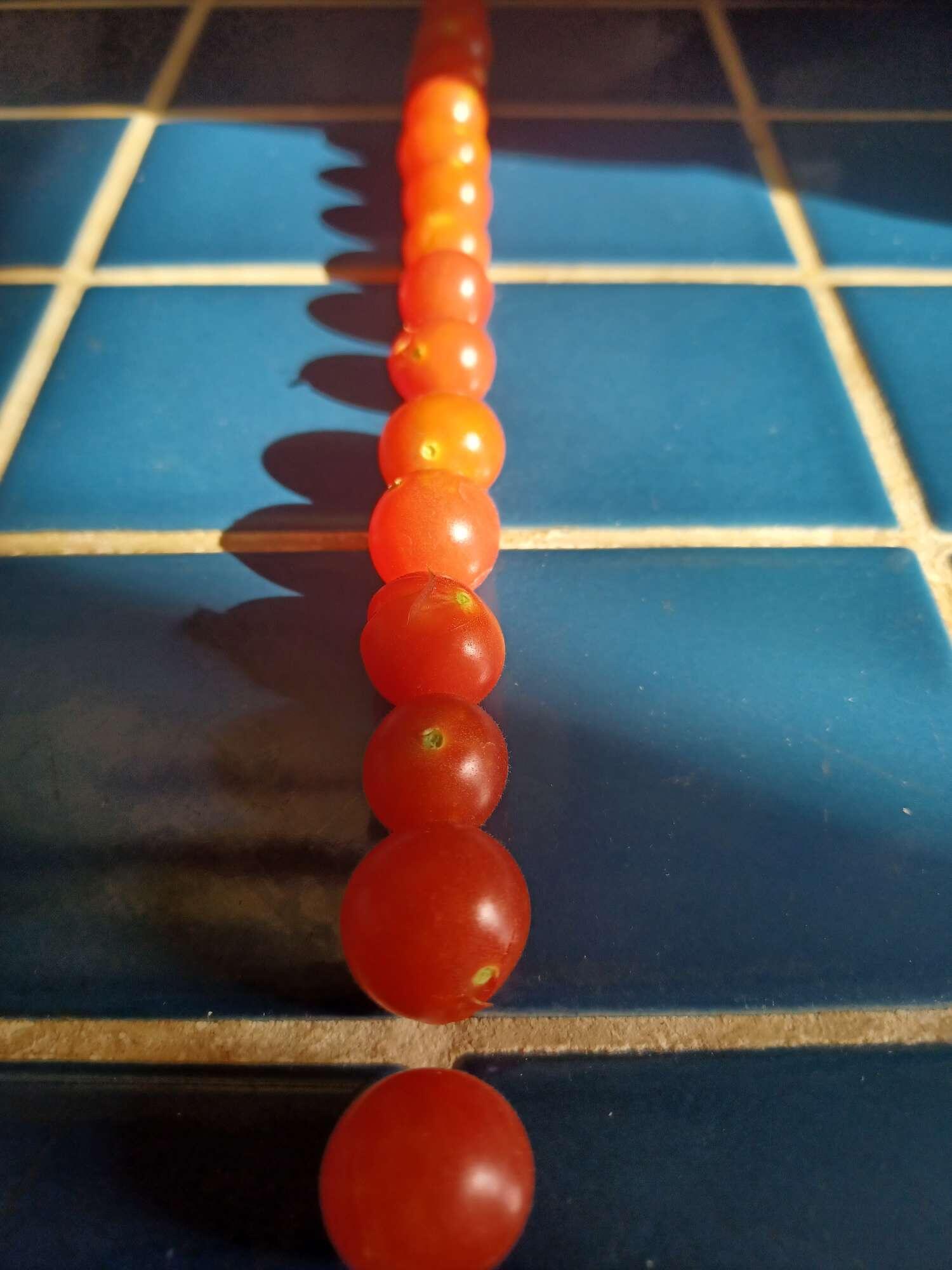 tomatoes-on-blue-grid.jpg