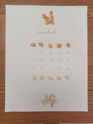 first-succotash-paper.jpg