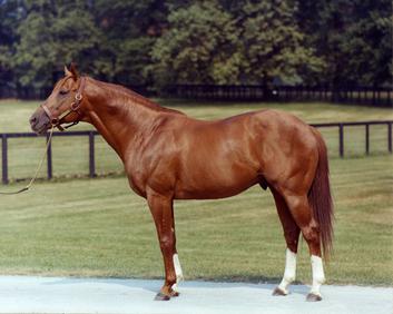Secretariat_at_stud.jpg