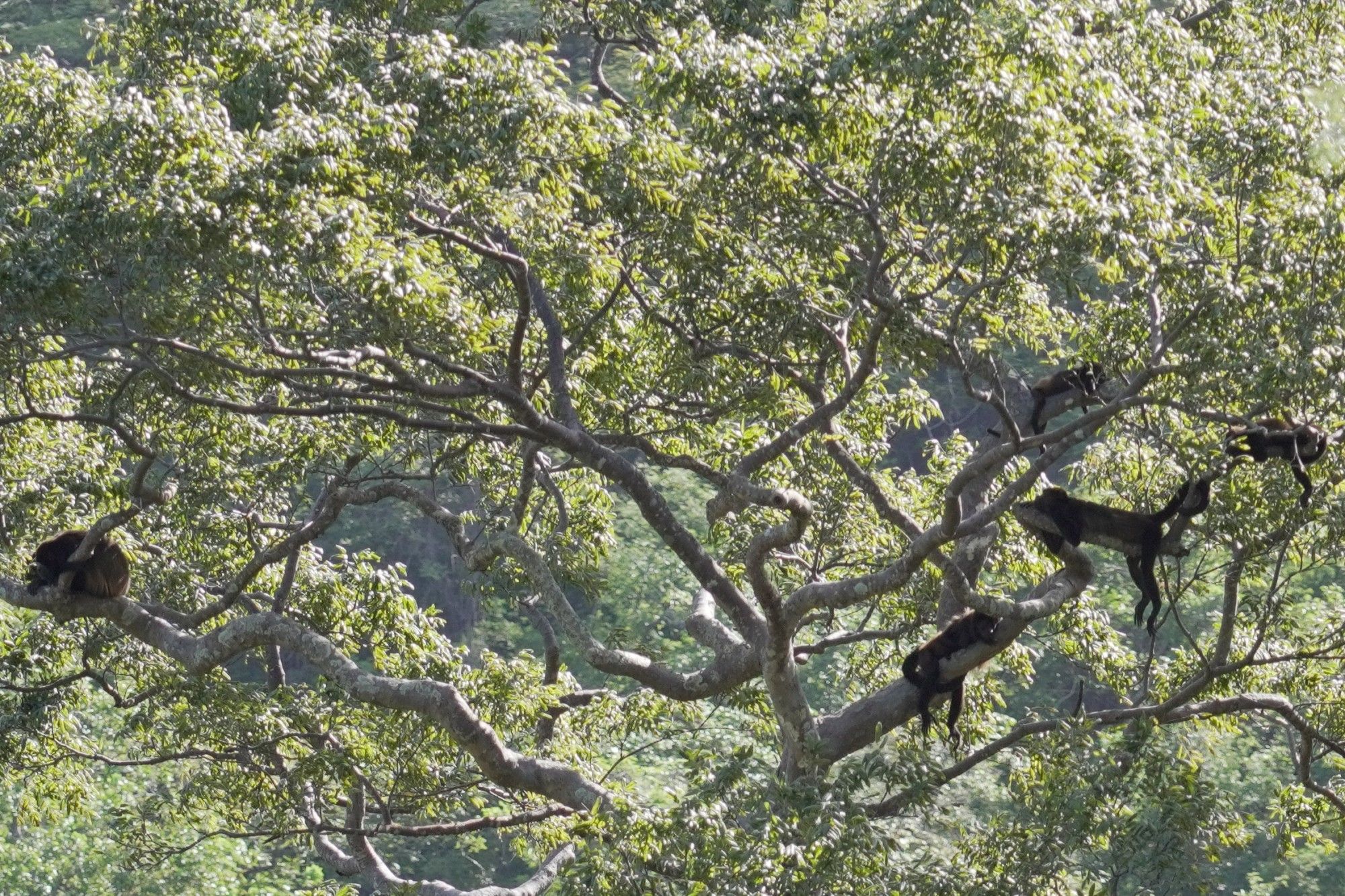 Monkeys in a Tree