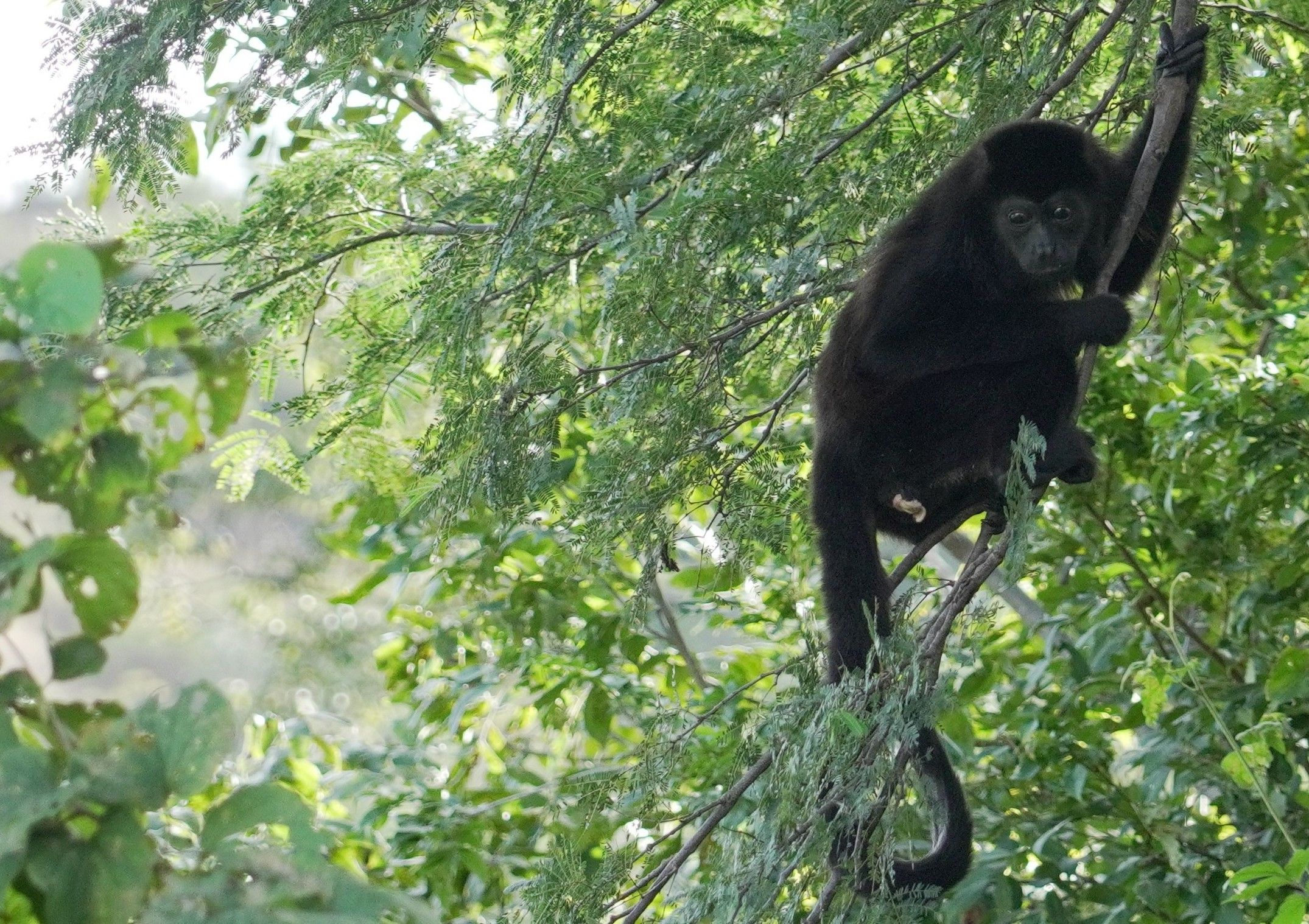 Monkeys in a Tree