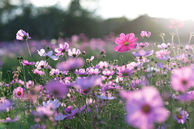 how-to-photograph-flowers-1_4e2bad1761d772f5447116452d32e979.jpg