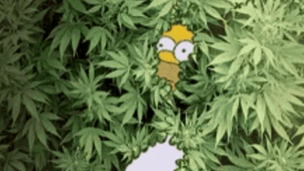 hk report 12.gif
