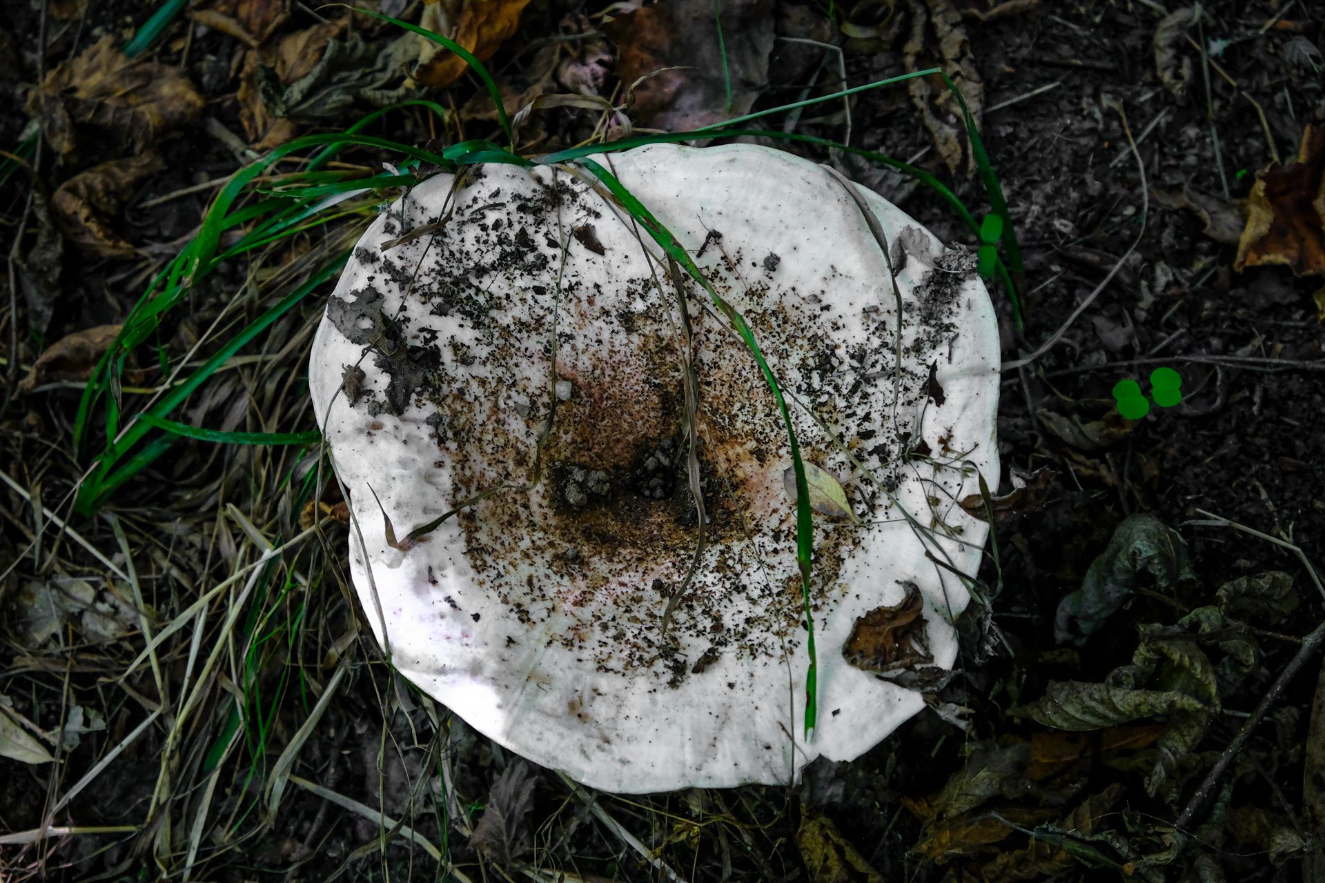 4-Russula mushrooms©Paulo Abrantes.jpg