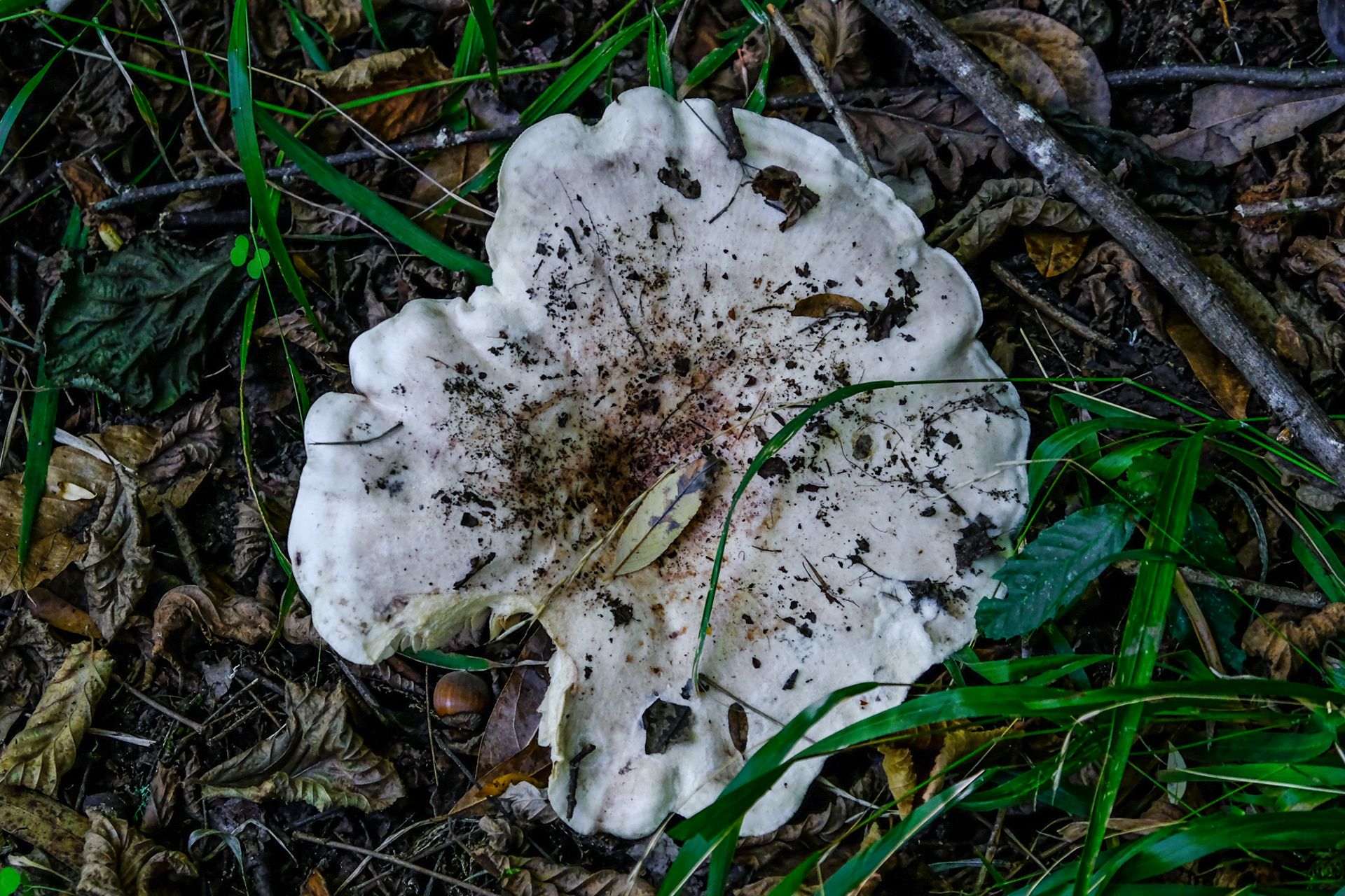 8-Russula mushrooms©Paulo Abrantes.jpg