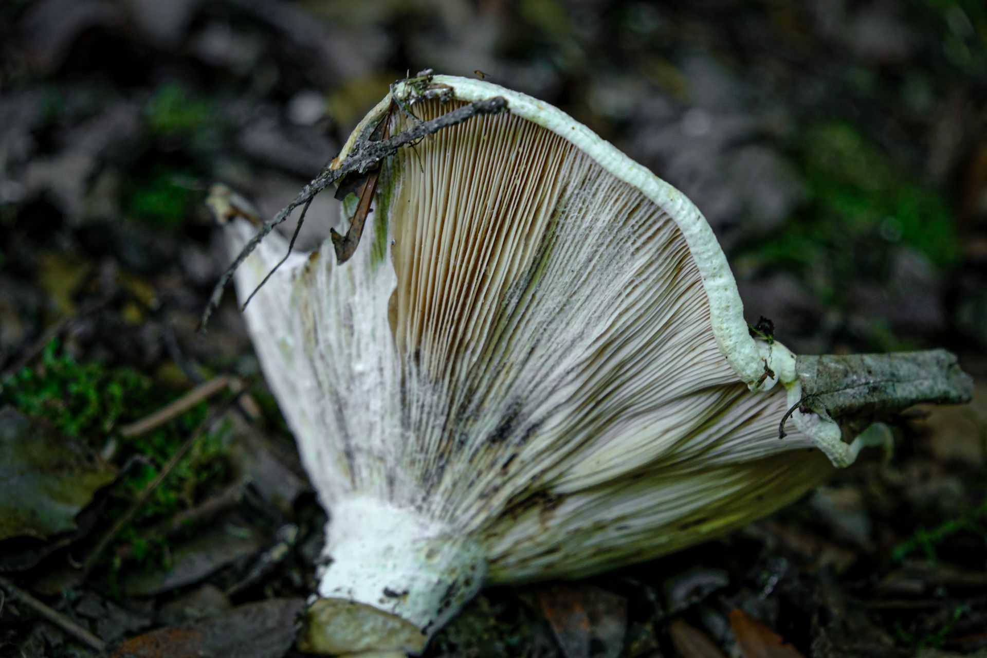 11-Russula mushrooms©Paulo Abrantes.jpg