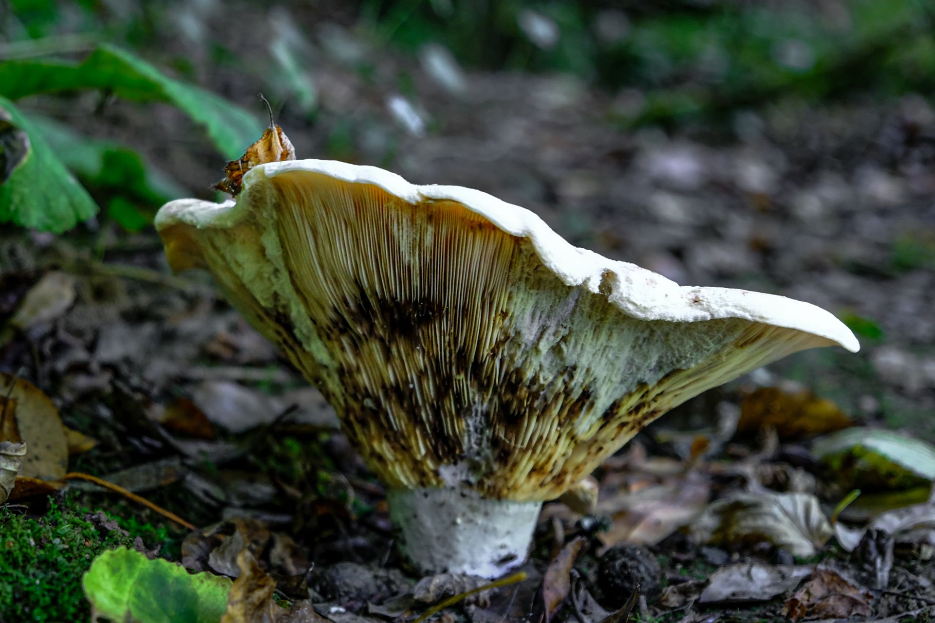 7-Russula mushrooms©Paulo Abrantes.jpg