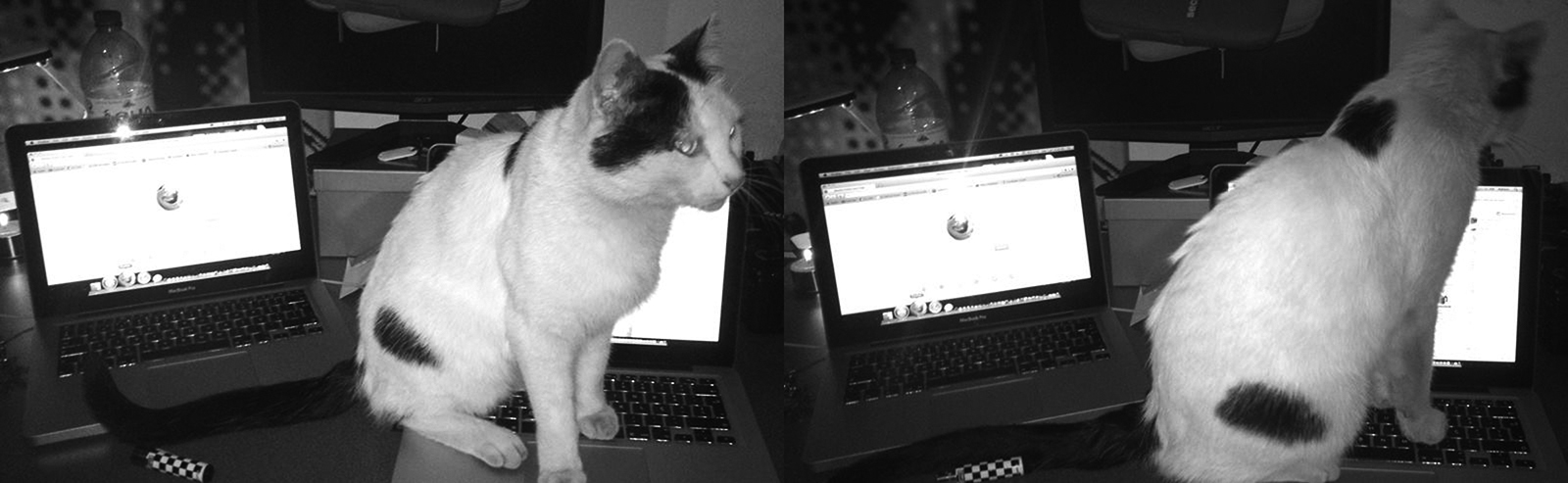 9-LoveCats©Paulo Abrantes-10.jpg