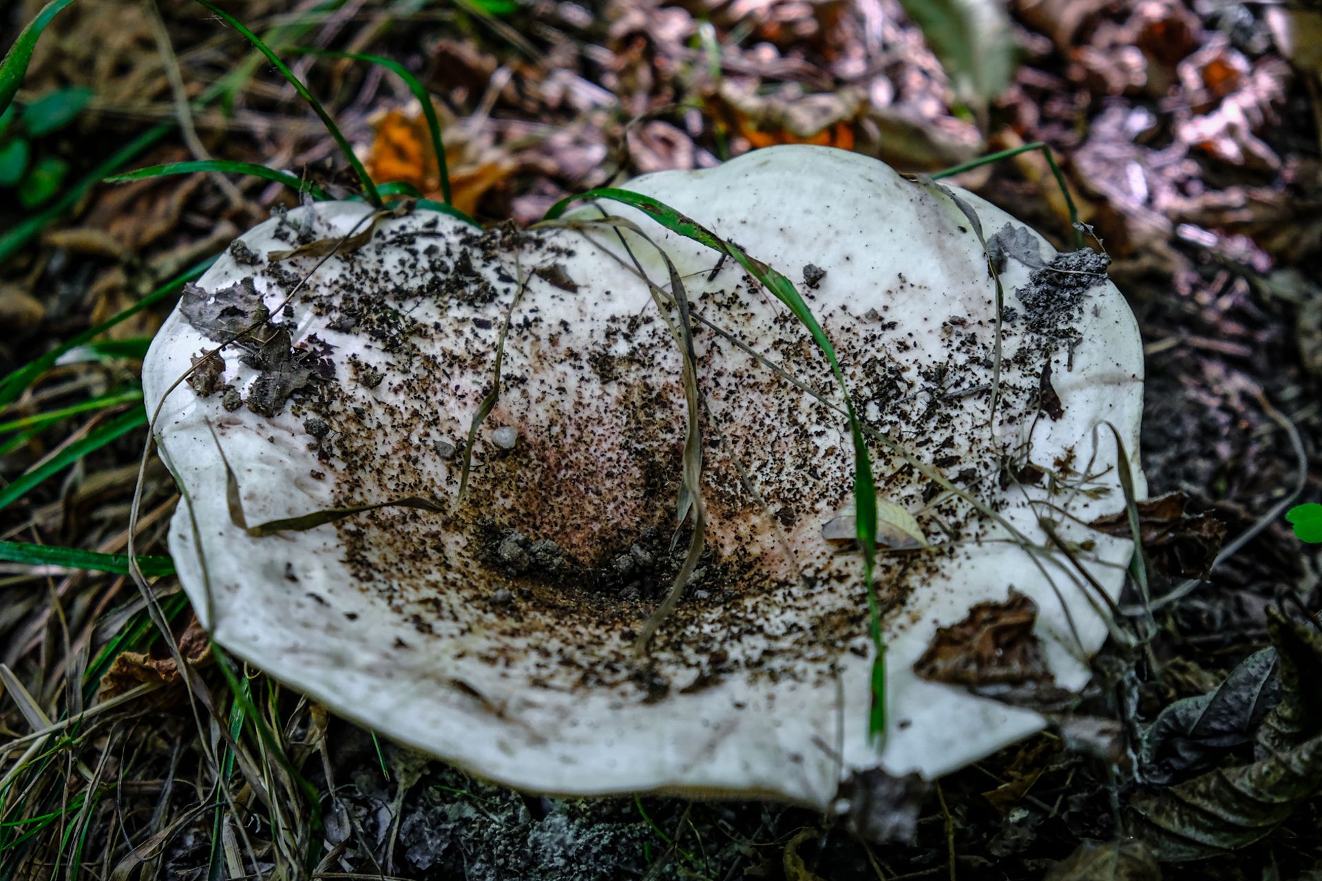 6-Russula mushrooms©Paulo Abrantes.jpg