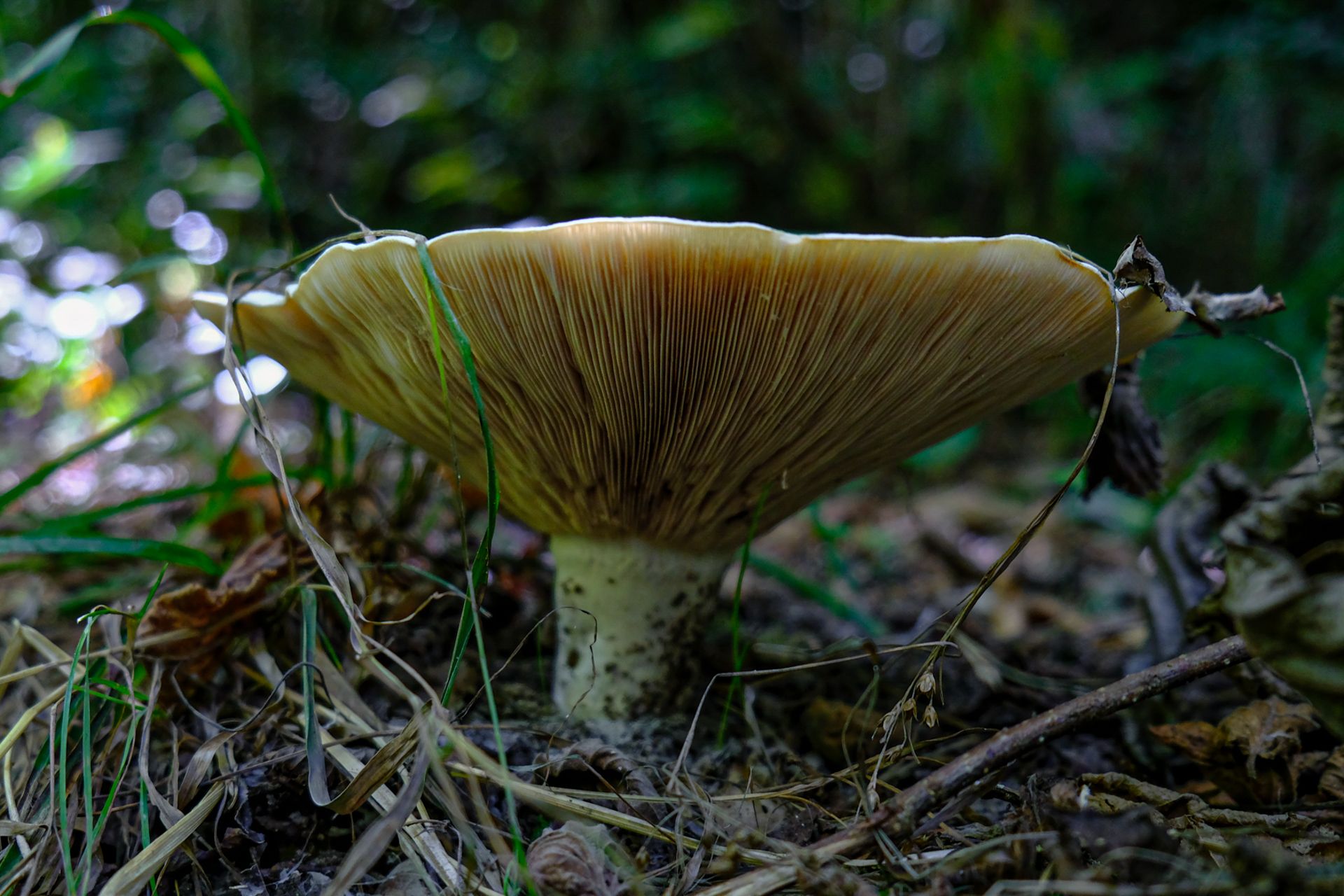 9-Russula mushrooms©Paulo Abrantes.jpg