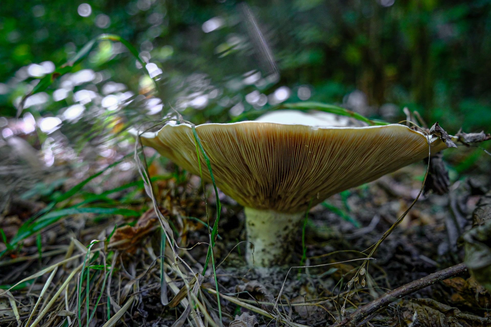 2-Russula mushrooms©Paulo Abrantes.jpg