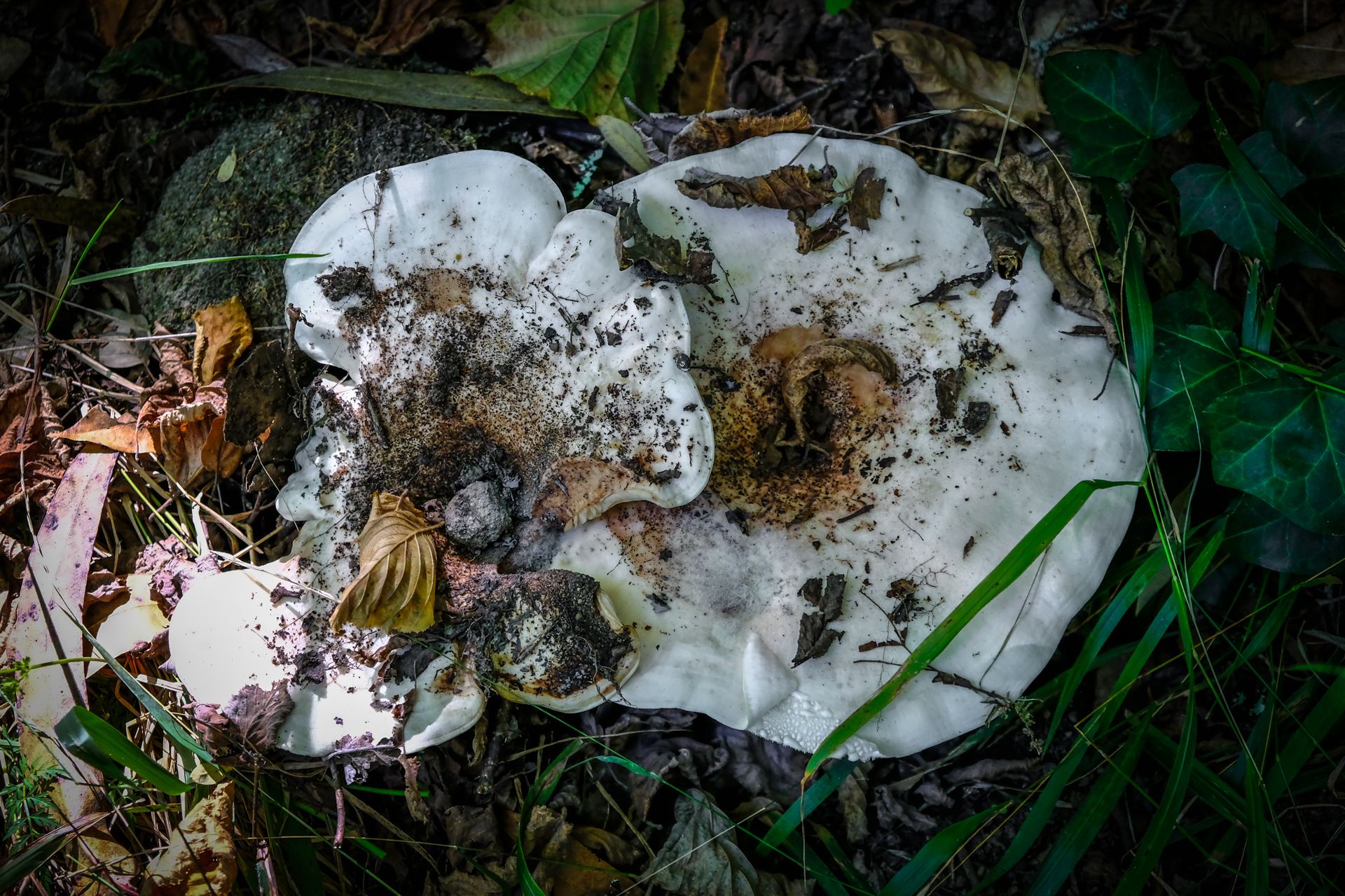 3-Russula mushrooms©Paulo Abrantes.jpg