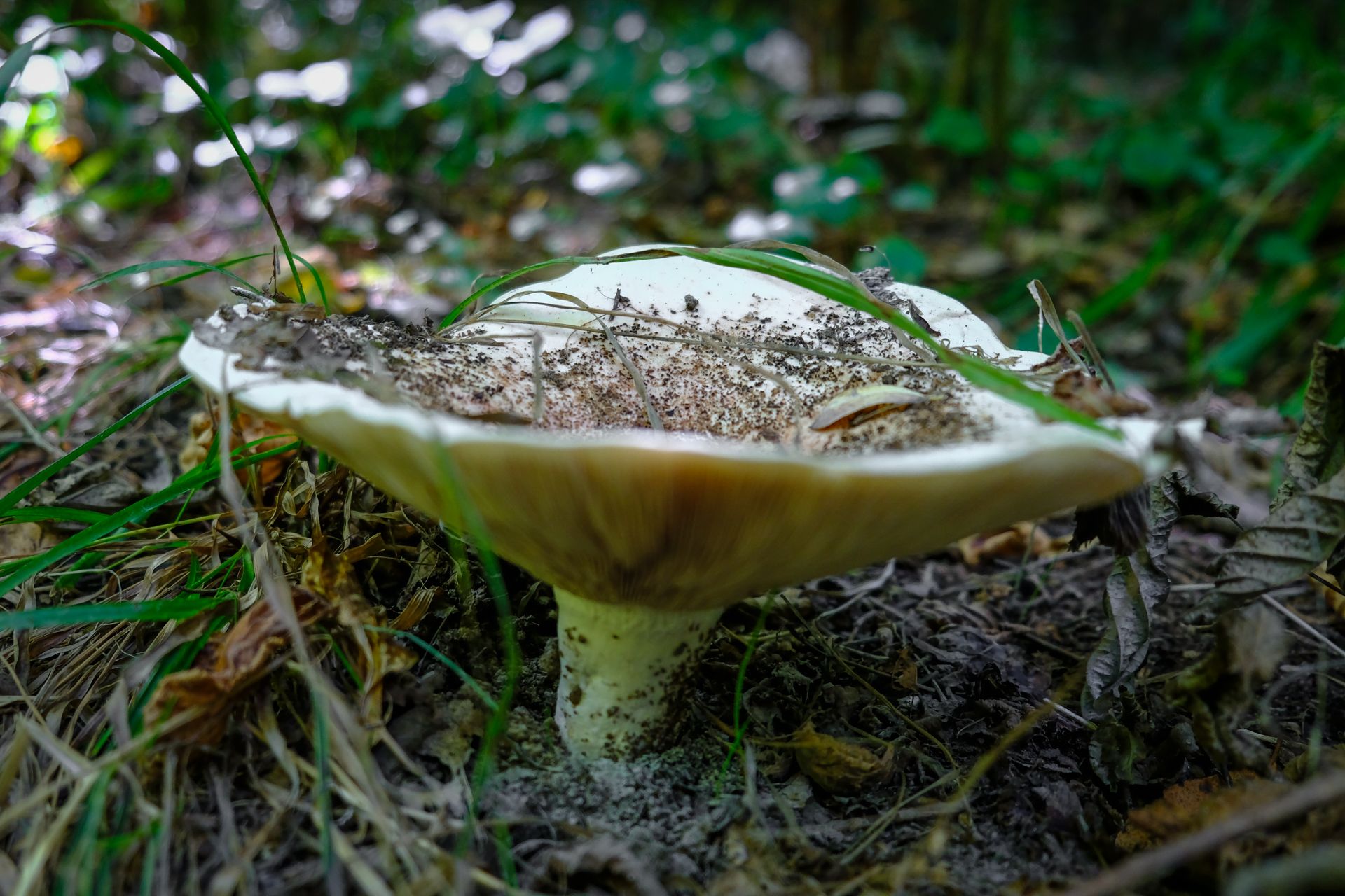 5-Russula mushrooms©Paulo Abrantes.jpg