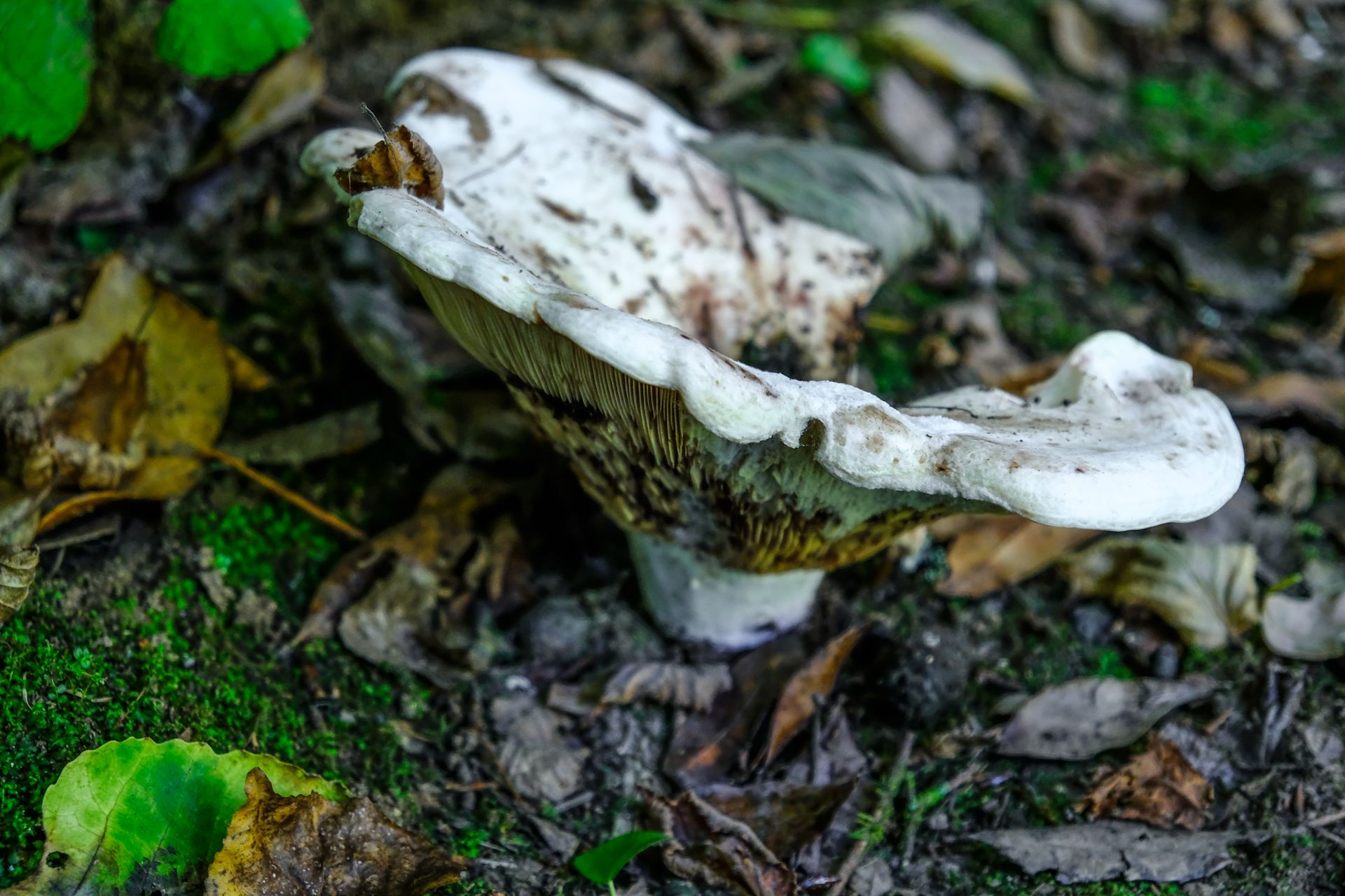 10-Russula mushrooms©Paulo Abrantes.jpg