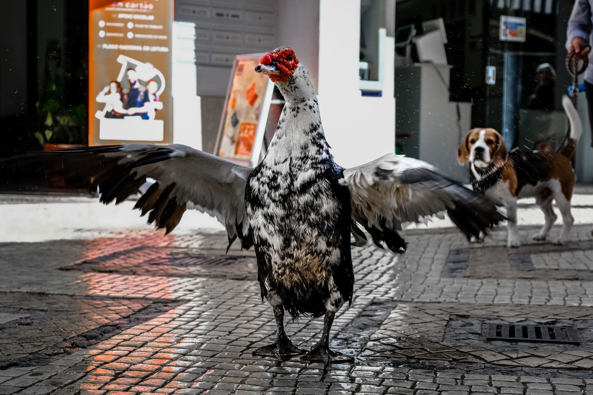 5-Street photography in Faro©Paulo Abrantes.jpg