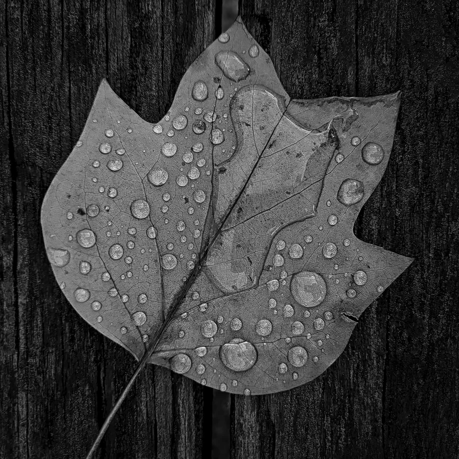 Ode to the rain_2©Paulo Abrantes.jpg