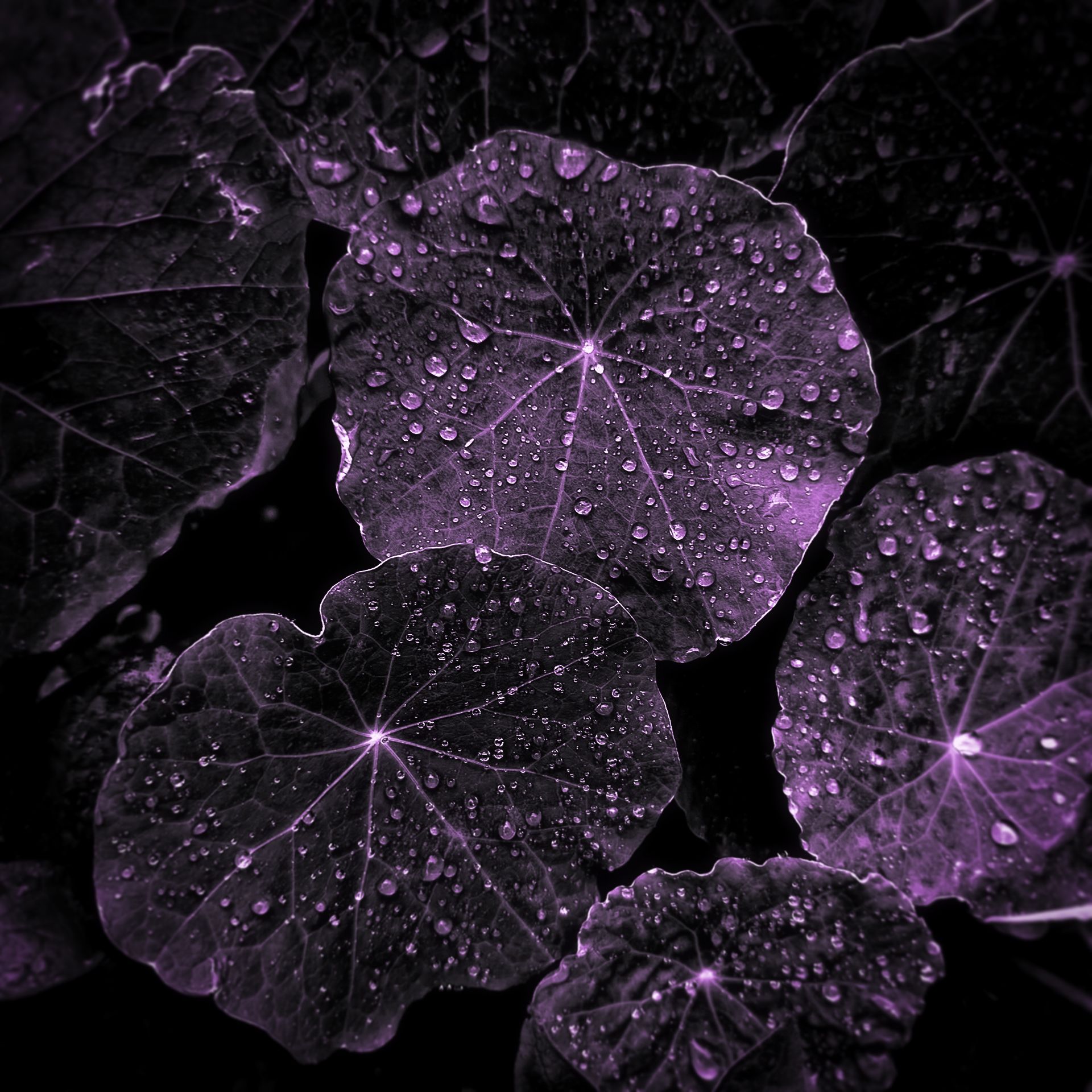 Ode to the rain_1©Paulo Abrantes.jpg