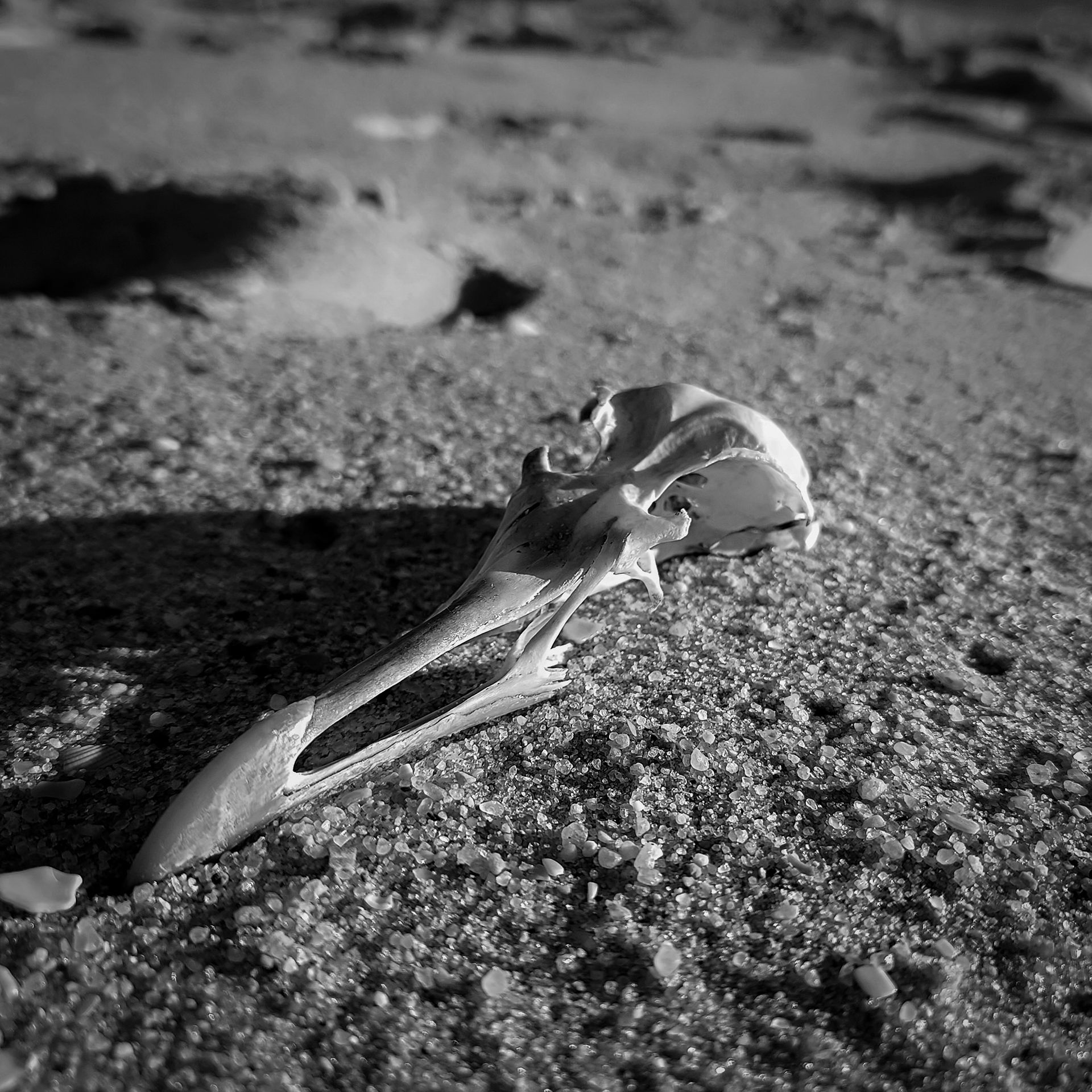 7-Heading South©Paulo Abrantes-13.jpg