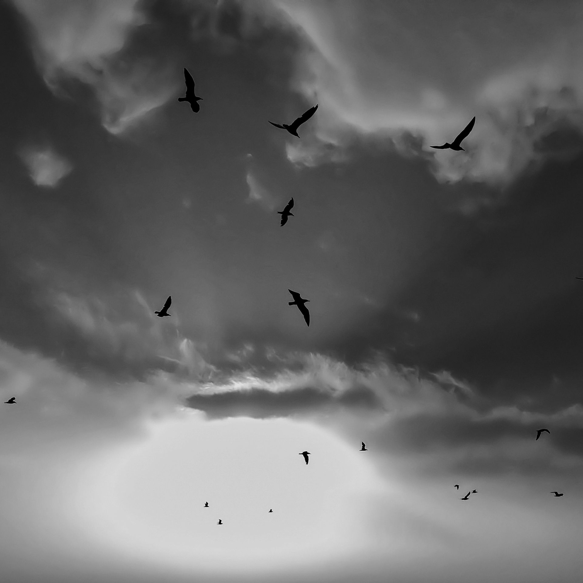 1-Heading South©Paulo Abrantes-2.jpg
