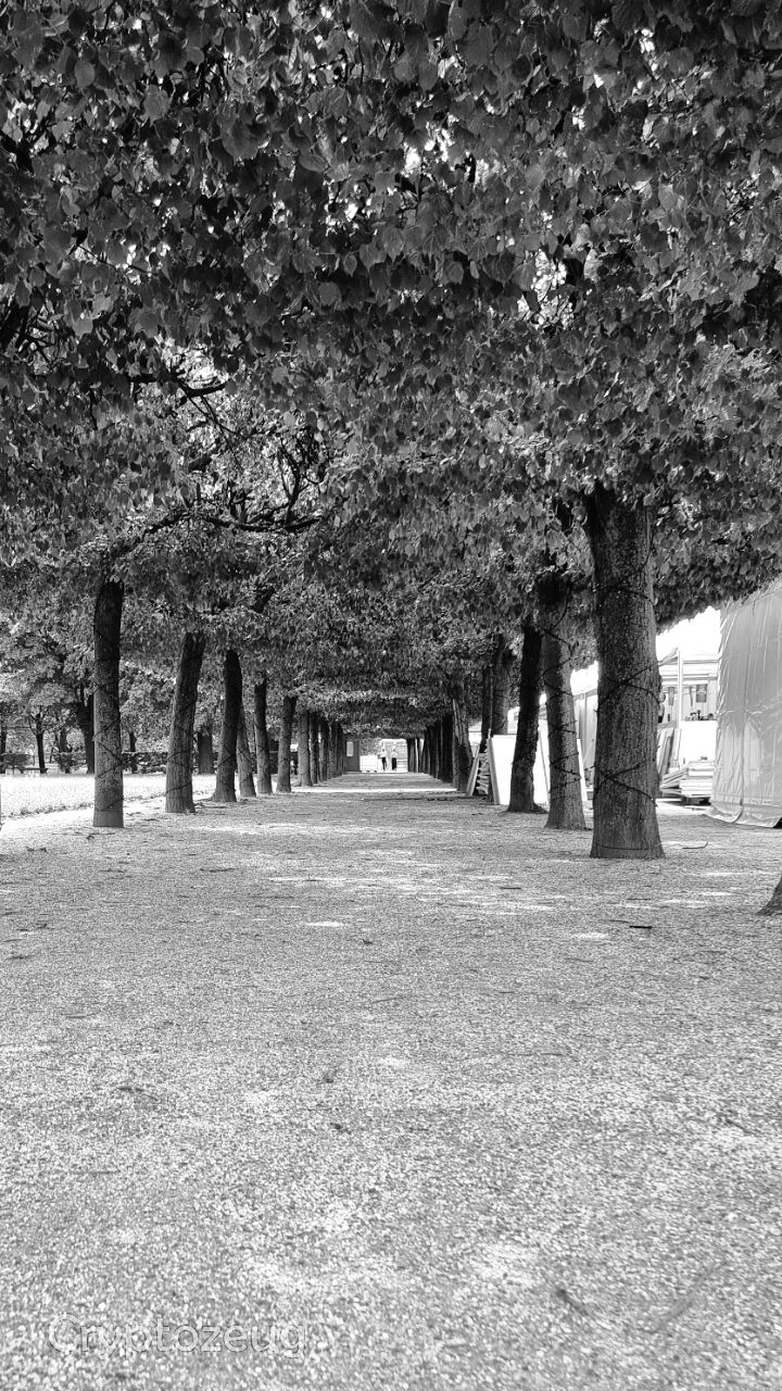 Avenue of perfectly trimmed trees