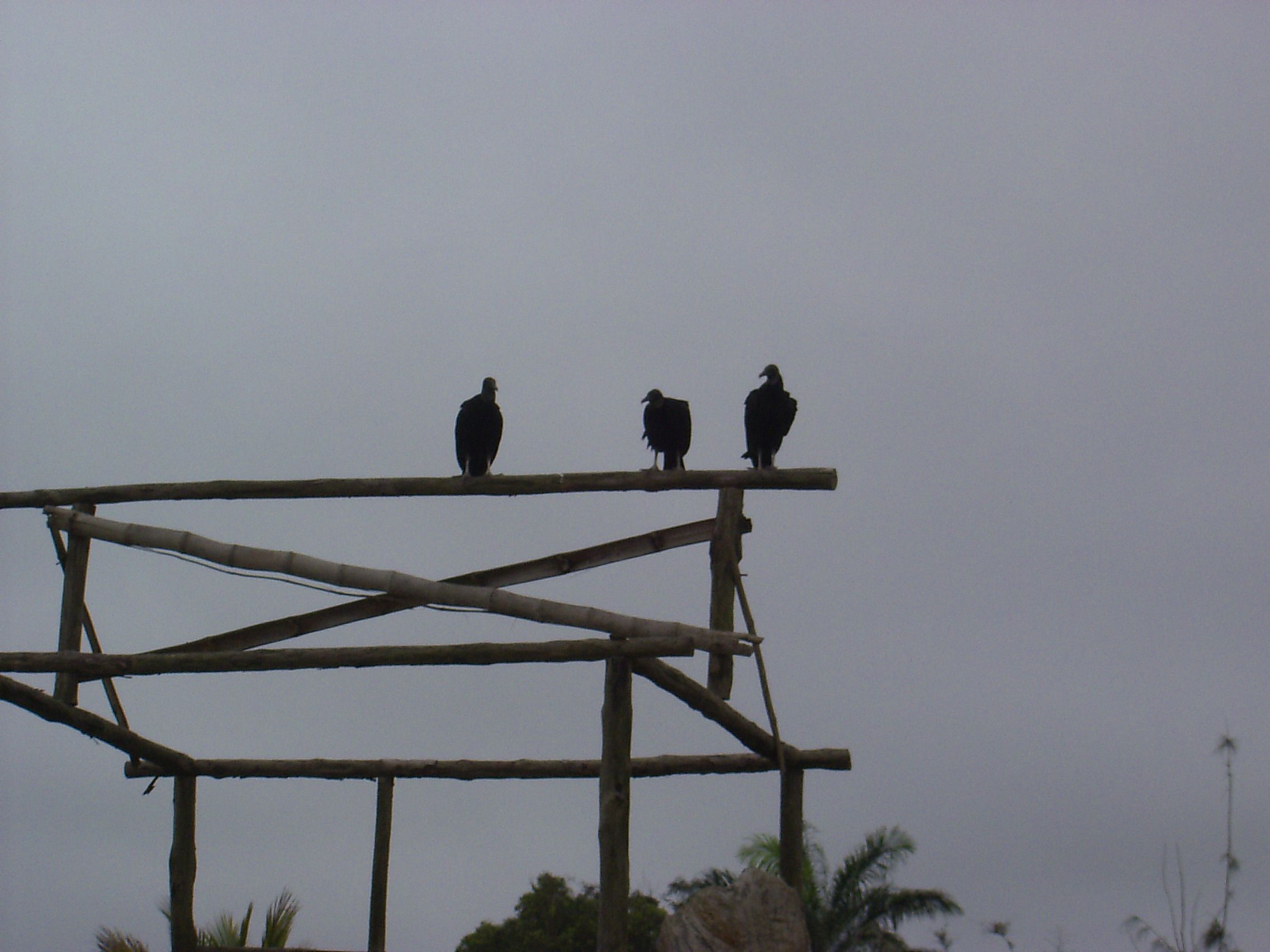 Vultures