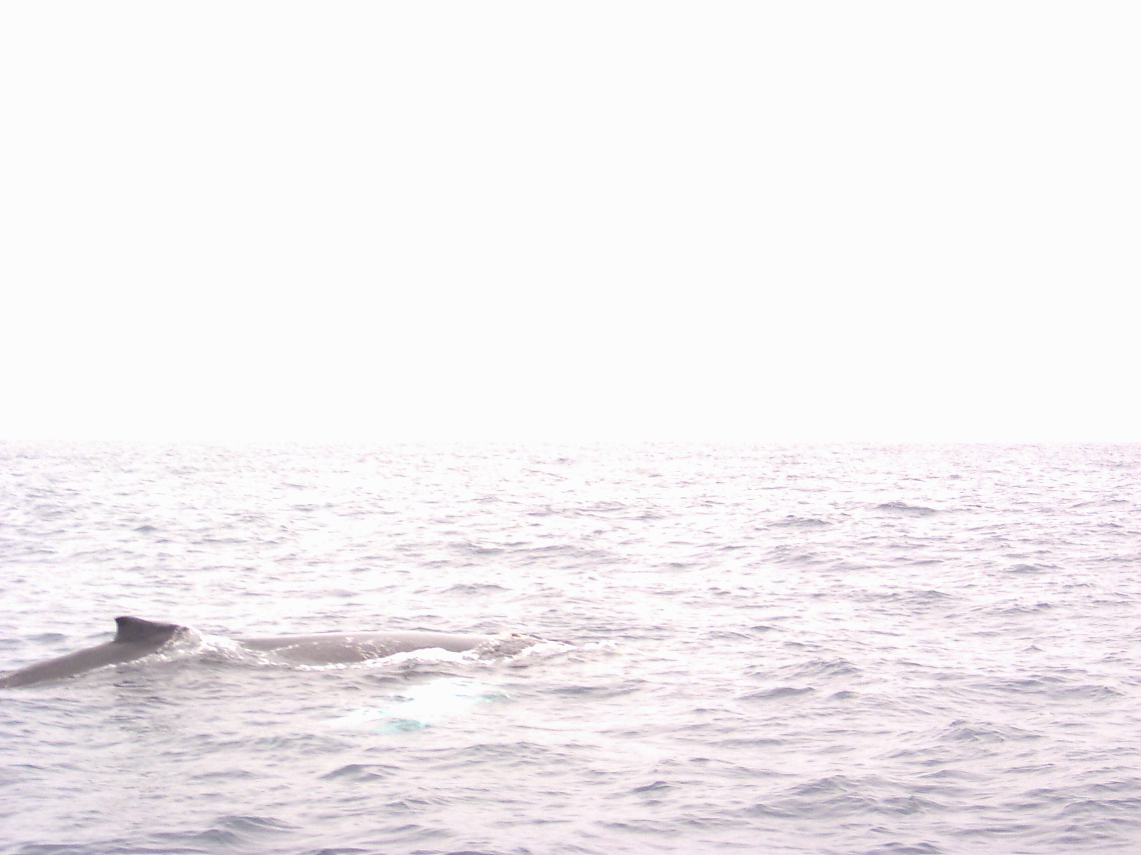 Whale