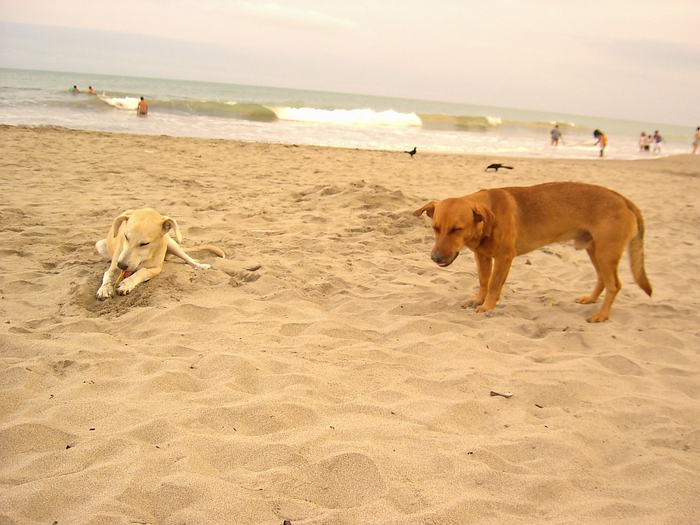 Free dogs