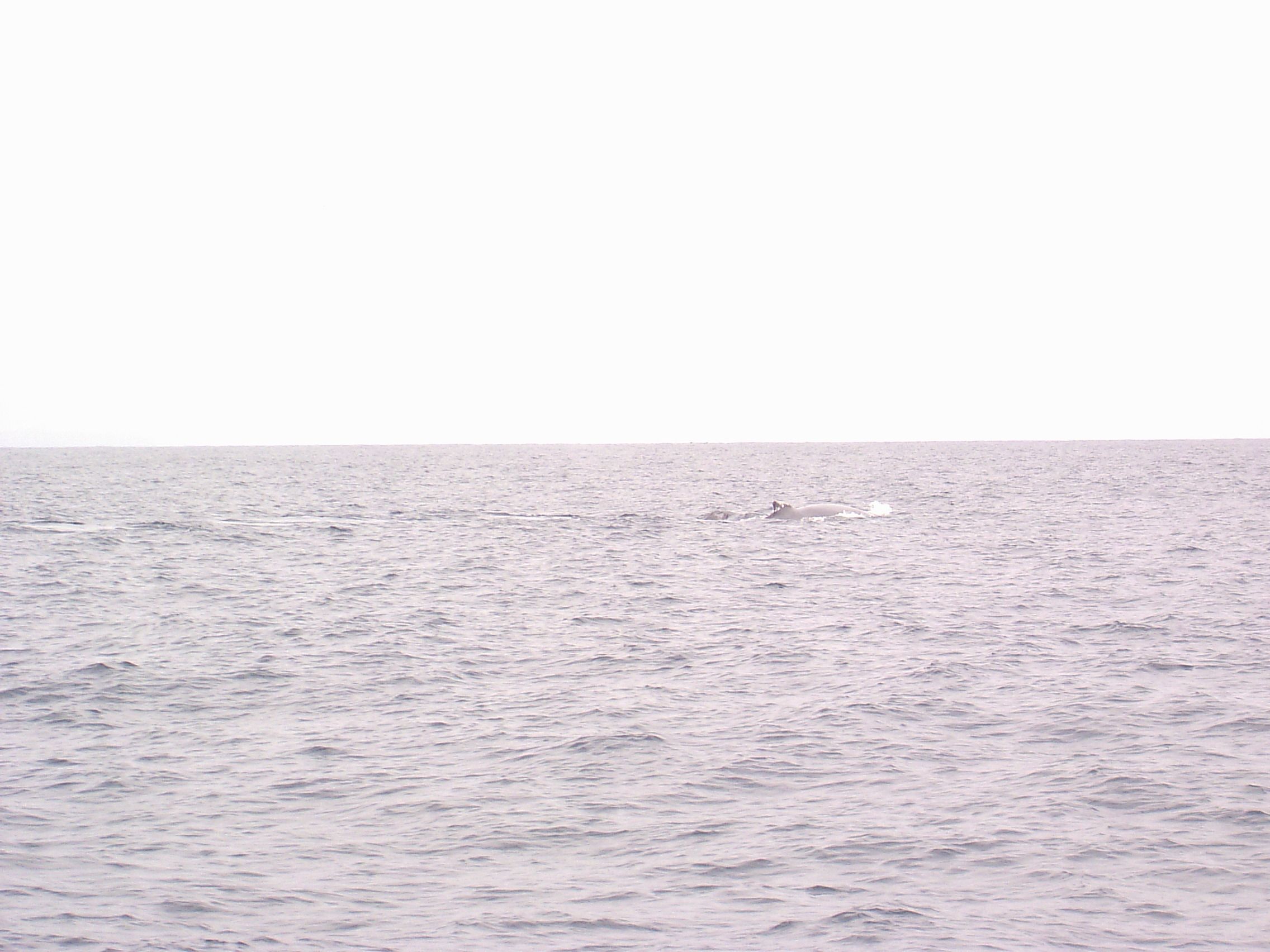 Whale