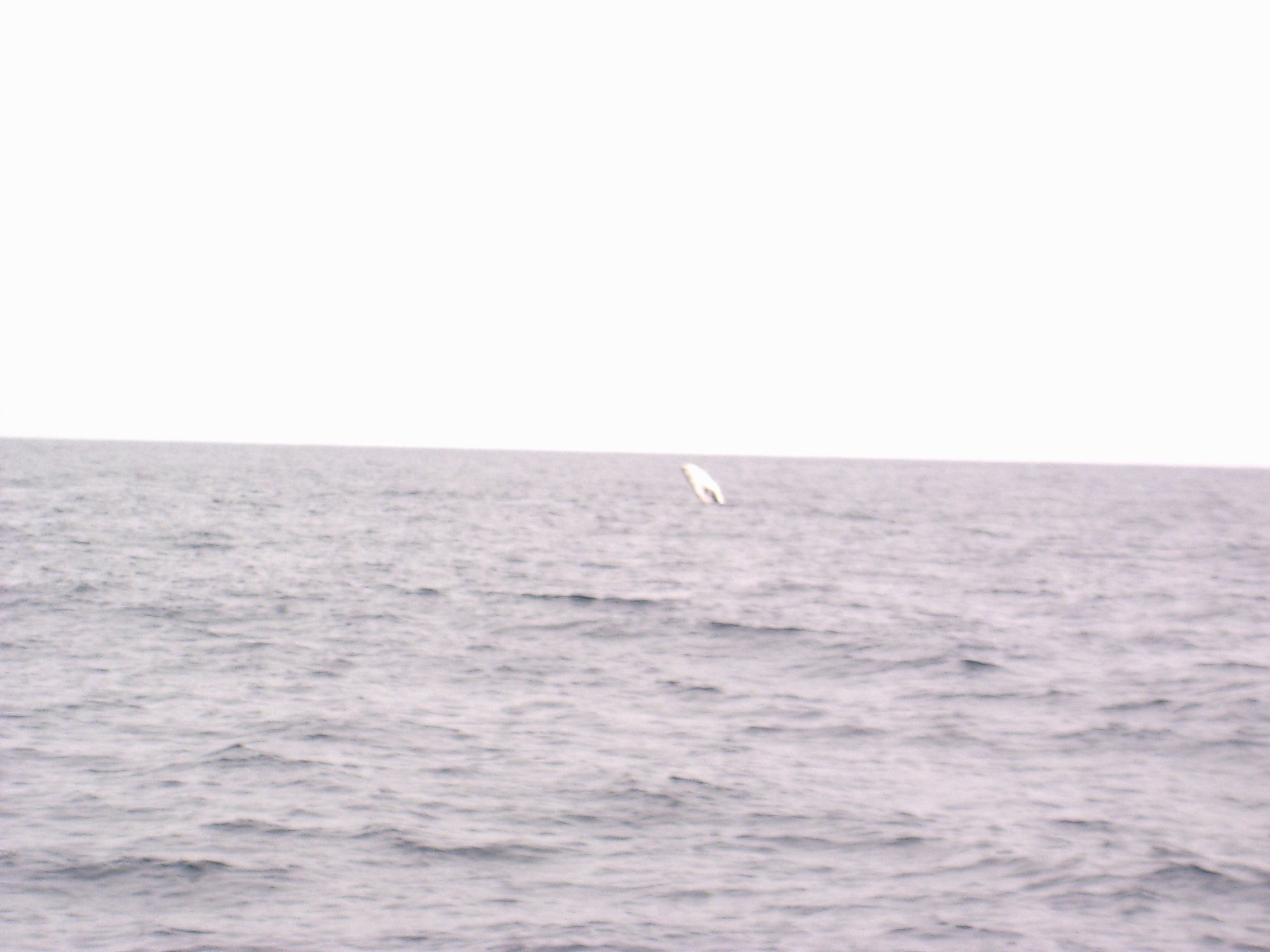 Whale