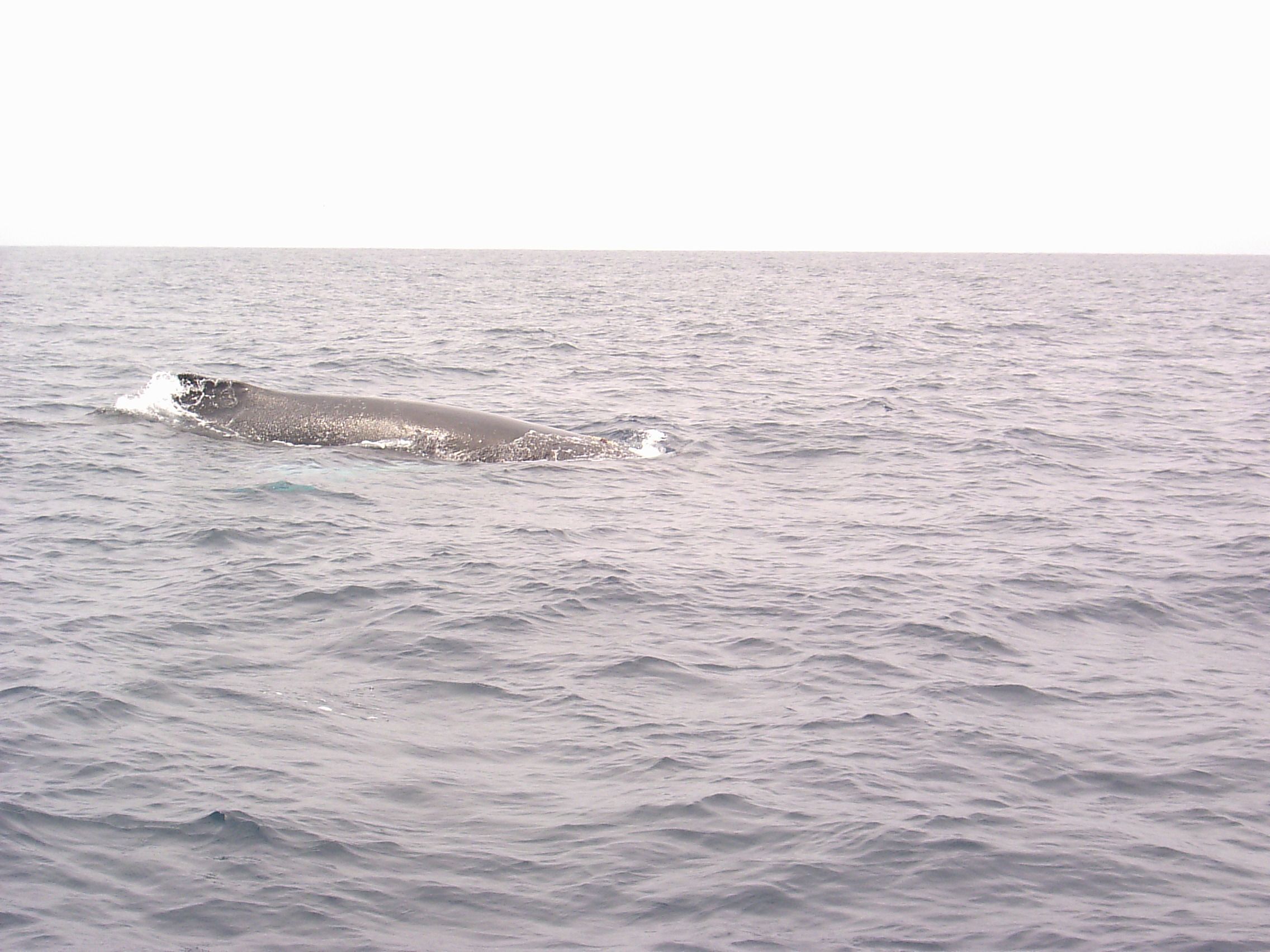 Whale