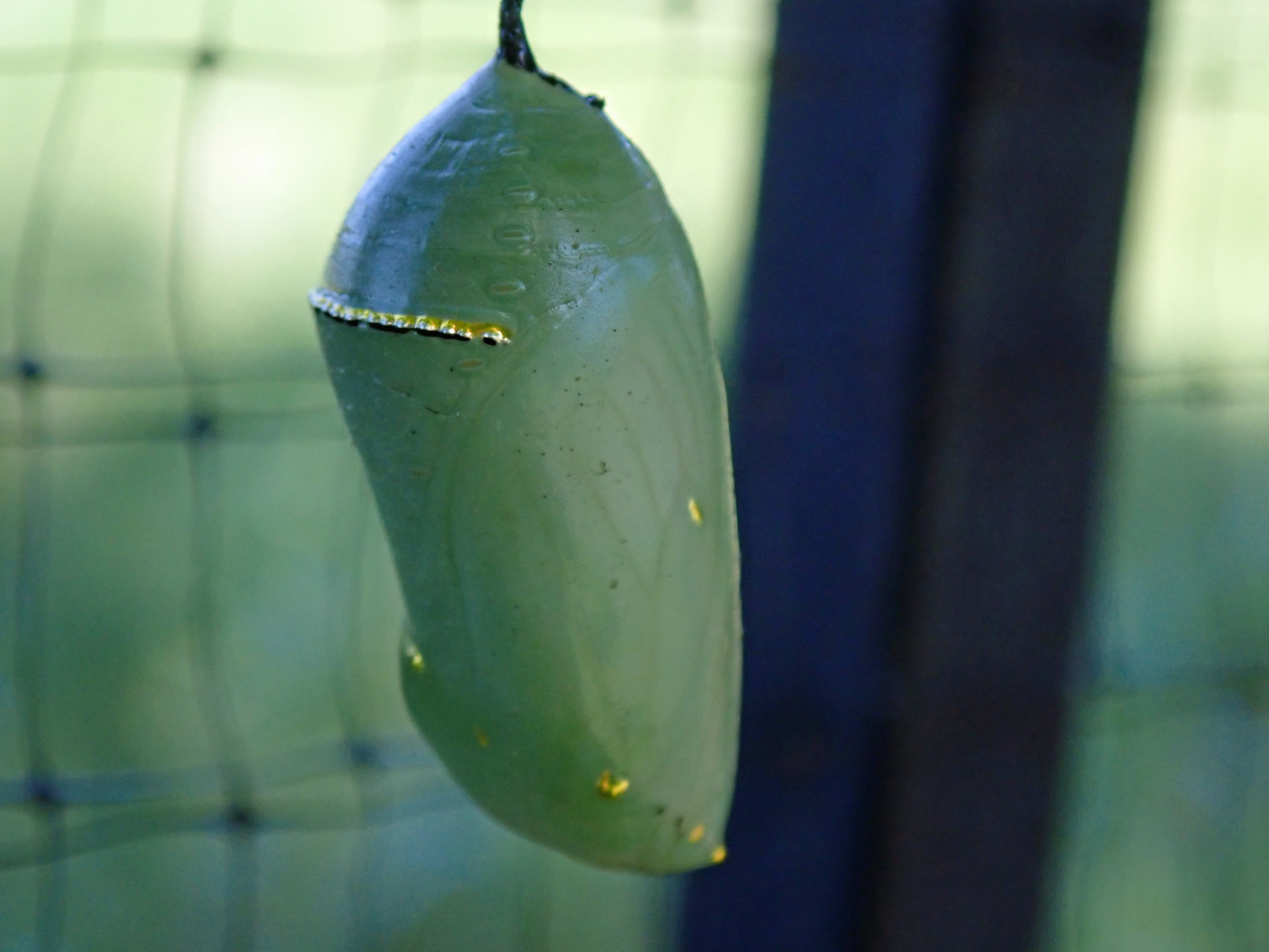 monarch_chrysalis1.jpg