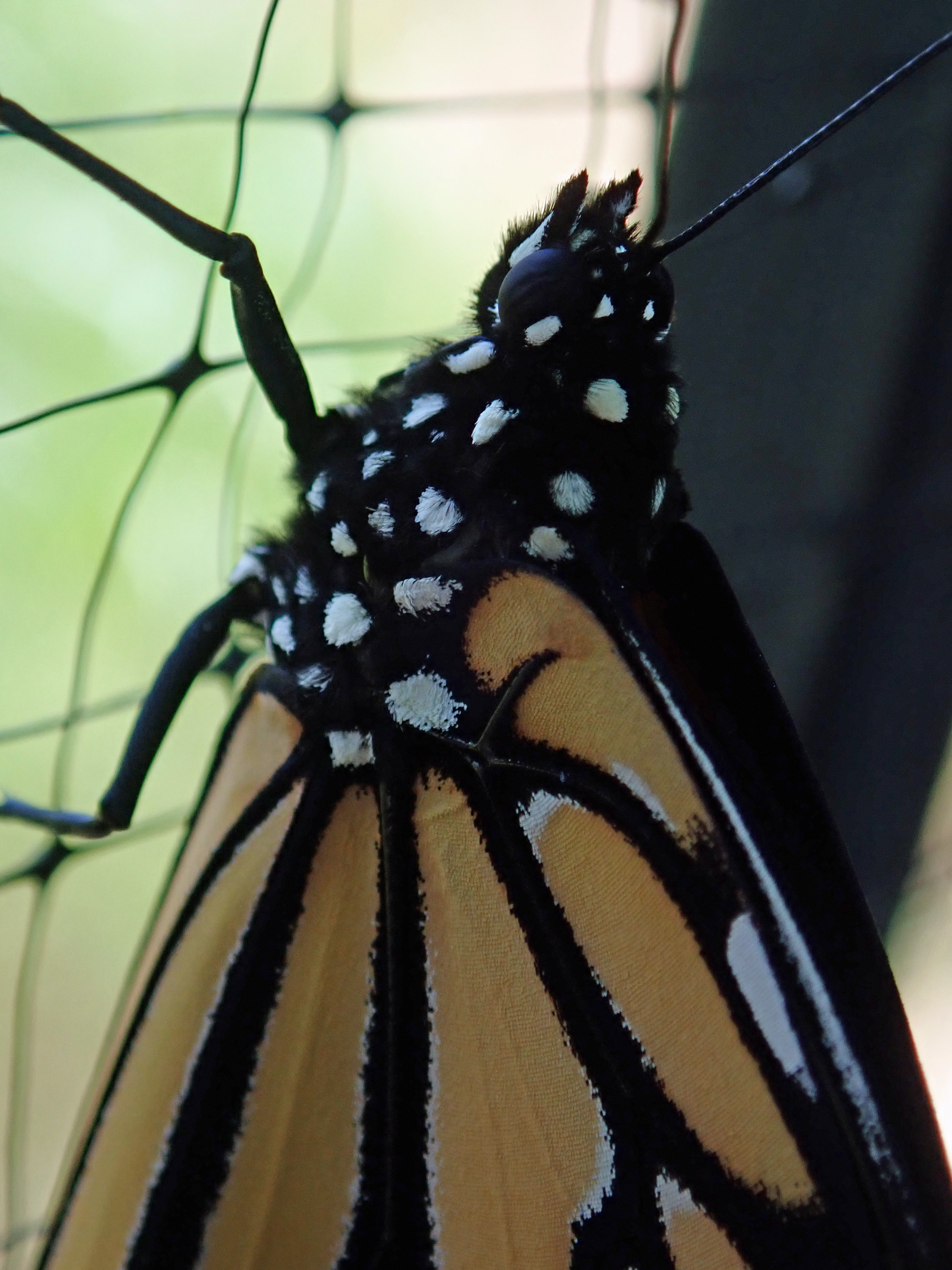 monarch_postbirth2.jpg