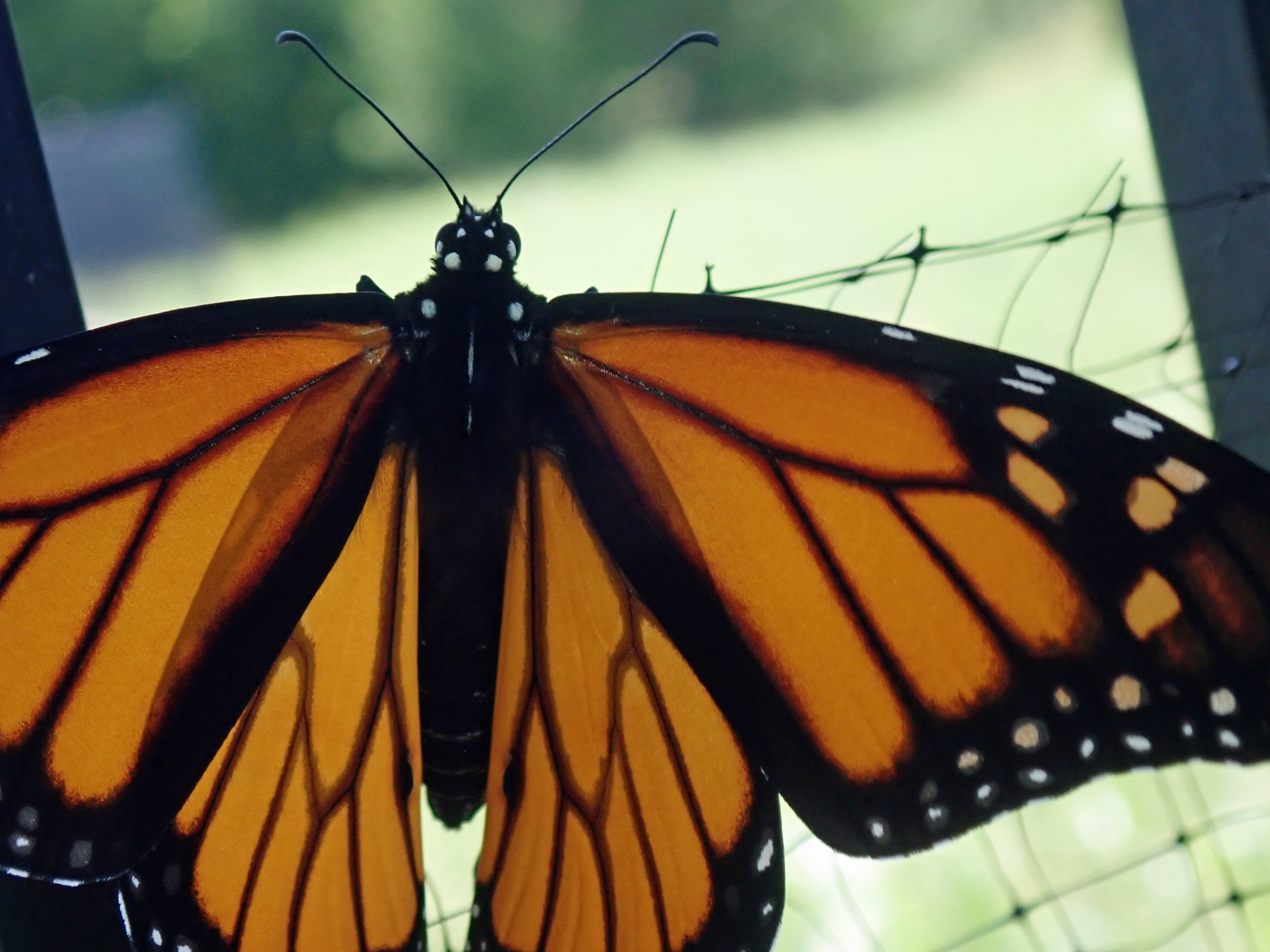 monarch_postbirth3.jpg