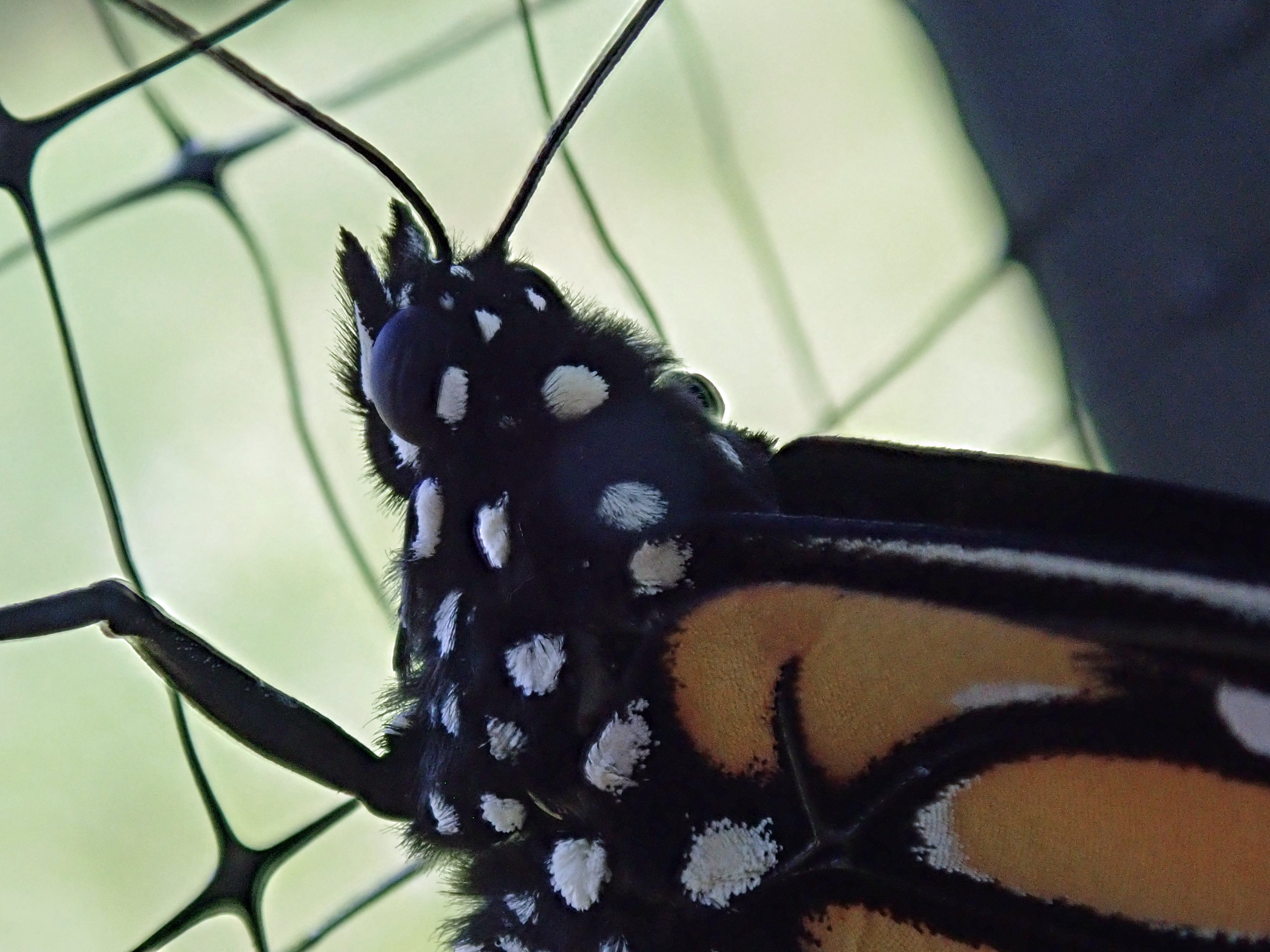 monarch_postbirth4.jpg