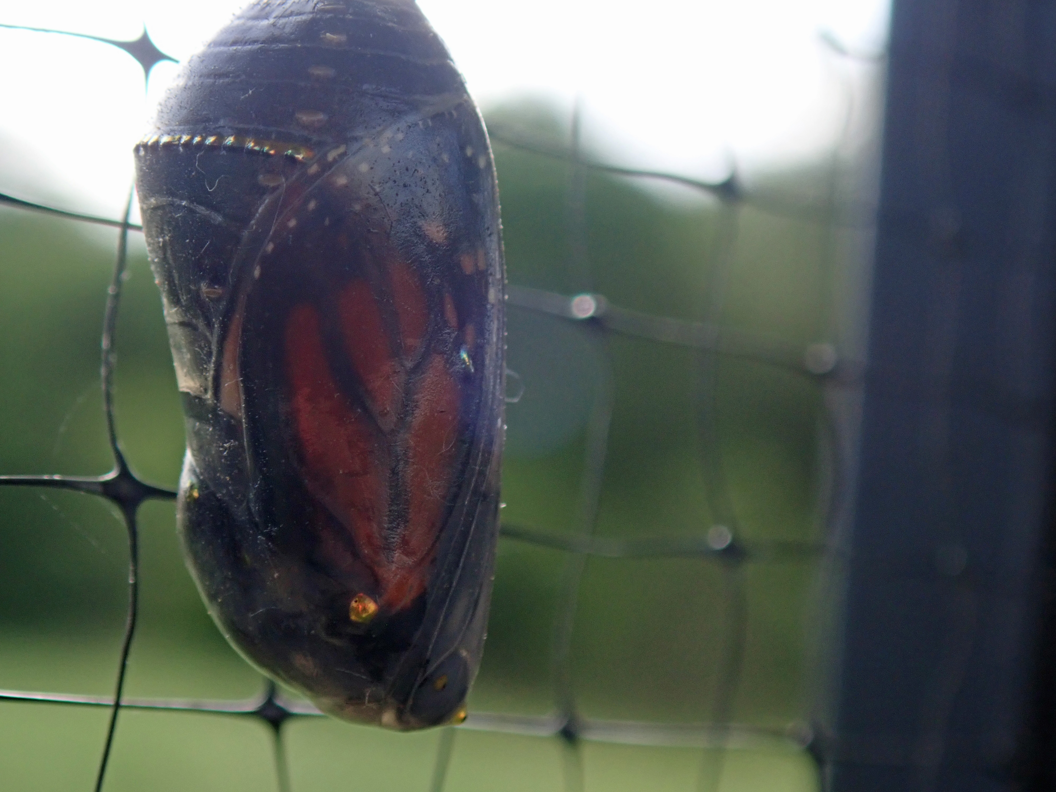 monarch_chrysalis2.jpg