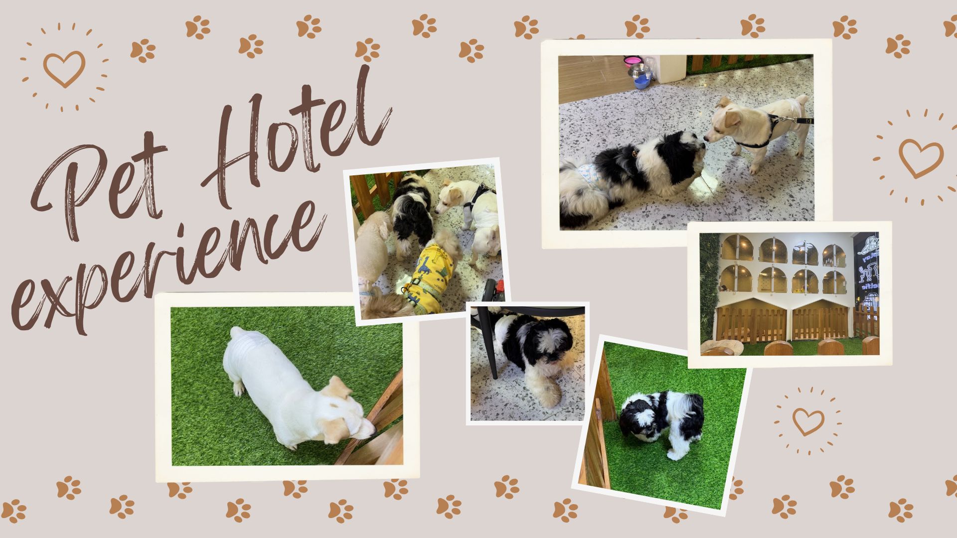 Beige and White Minimalist Pet Photo Collage (Presentation).jpg