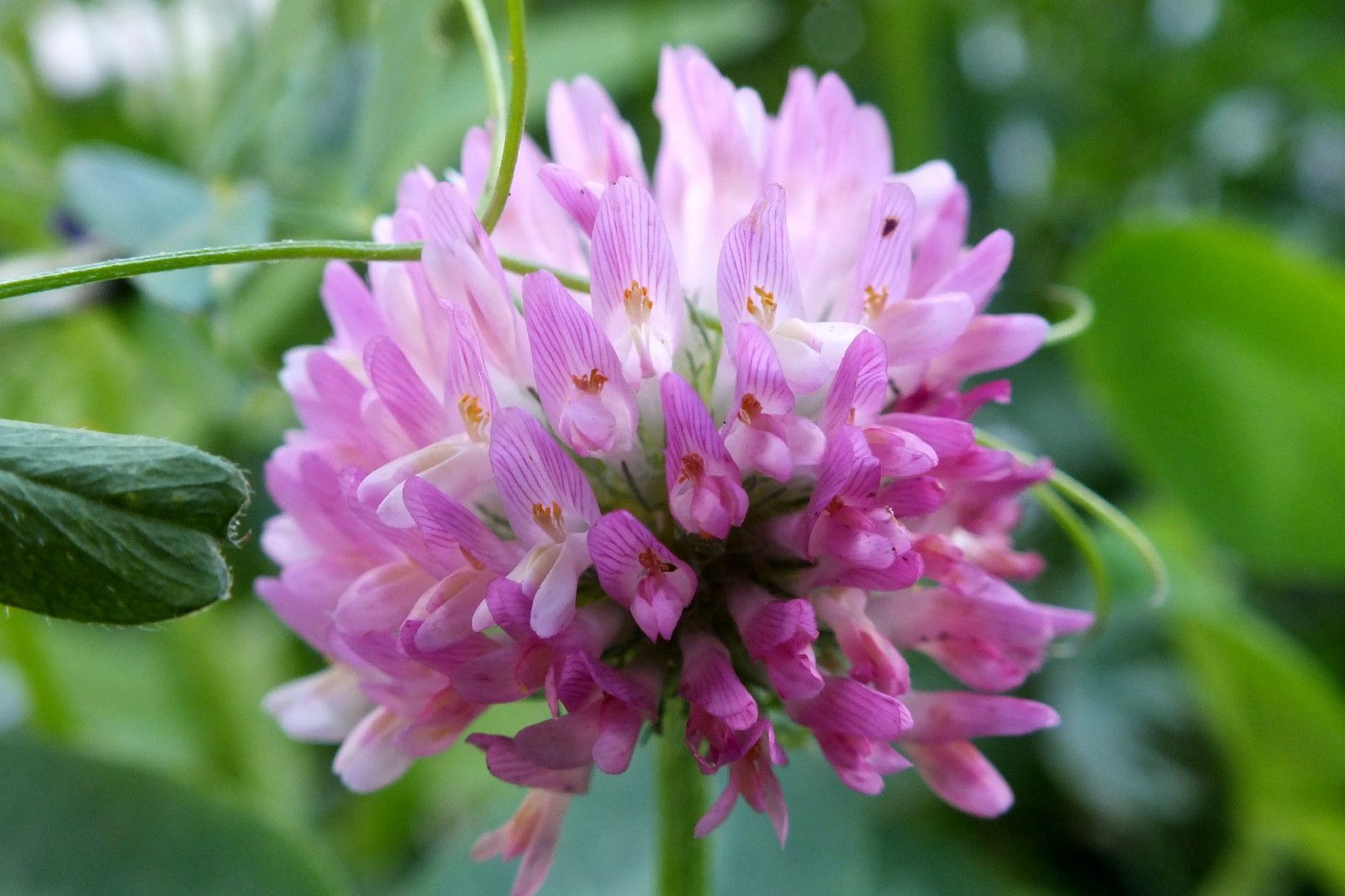 0598-Clover.JPG