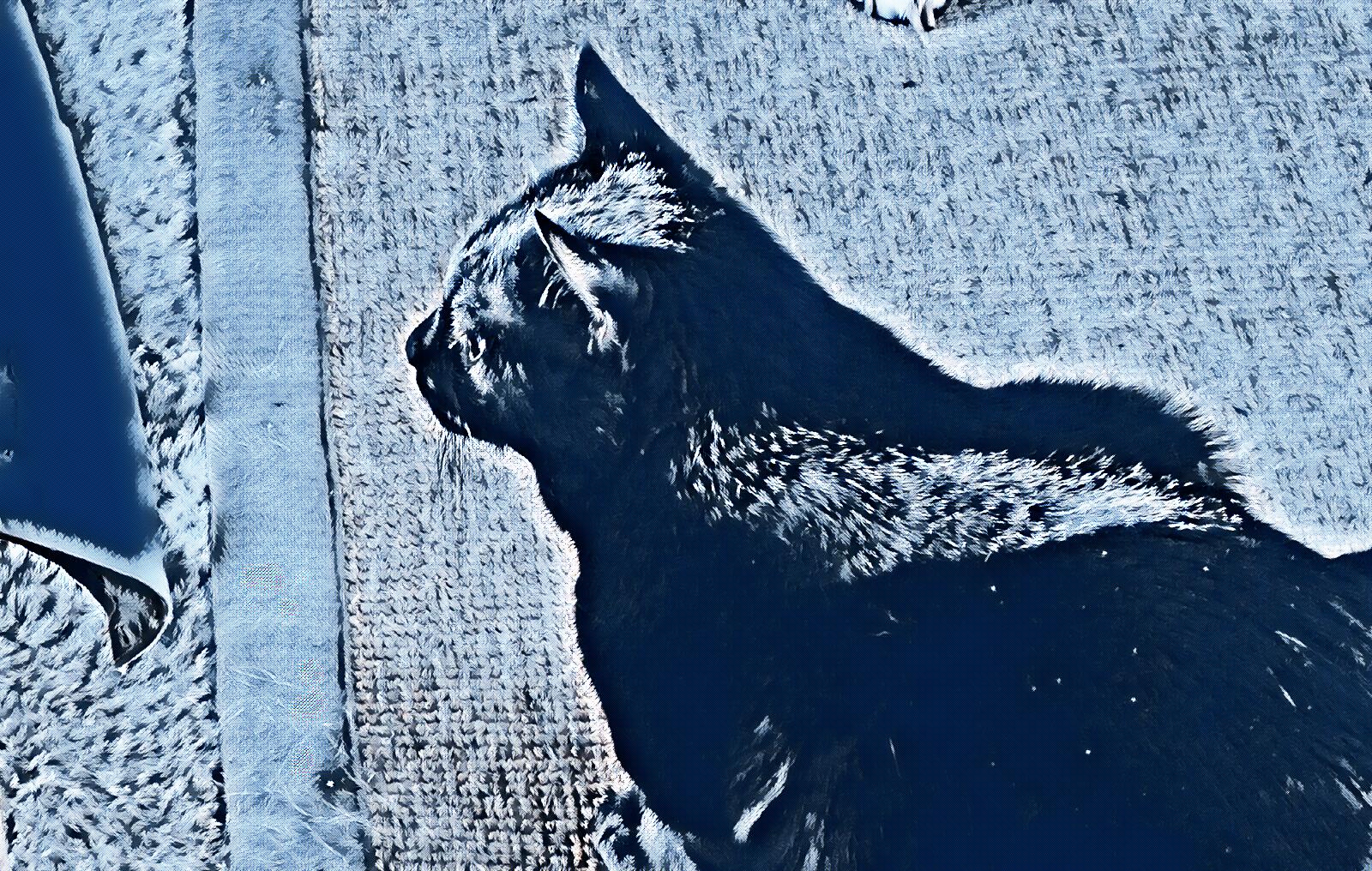 CCC037-FristyCat.jpg